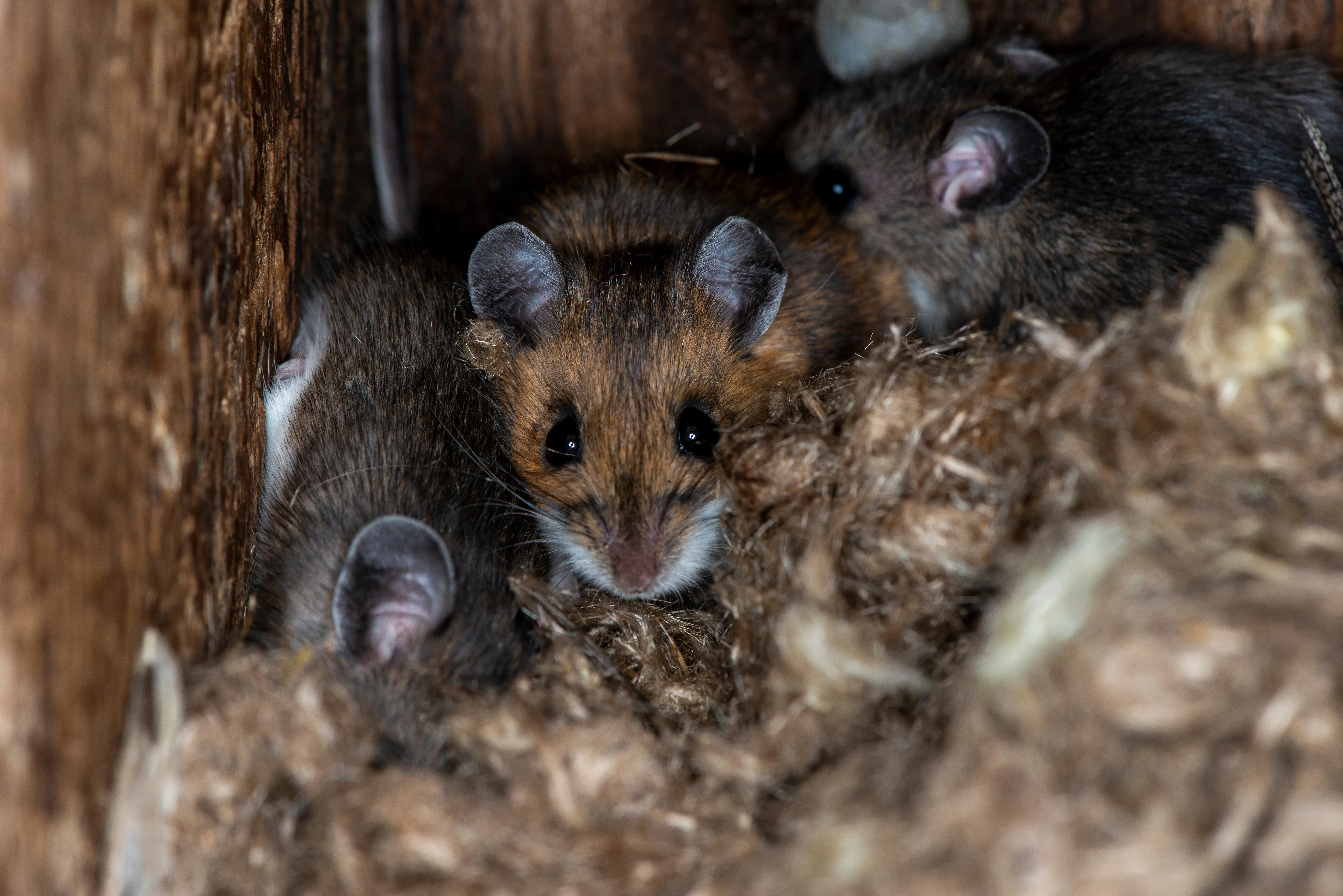 Professional deer mice control technician inspecting and treating property for deer mice infestation