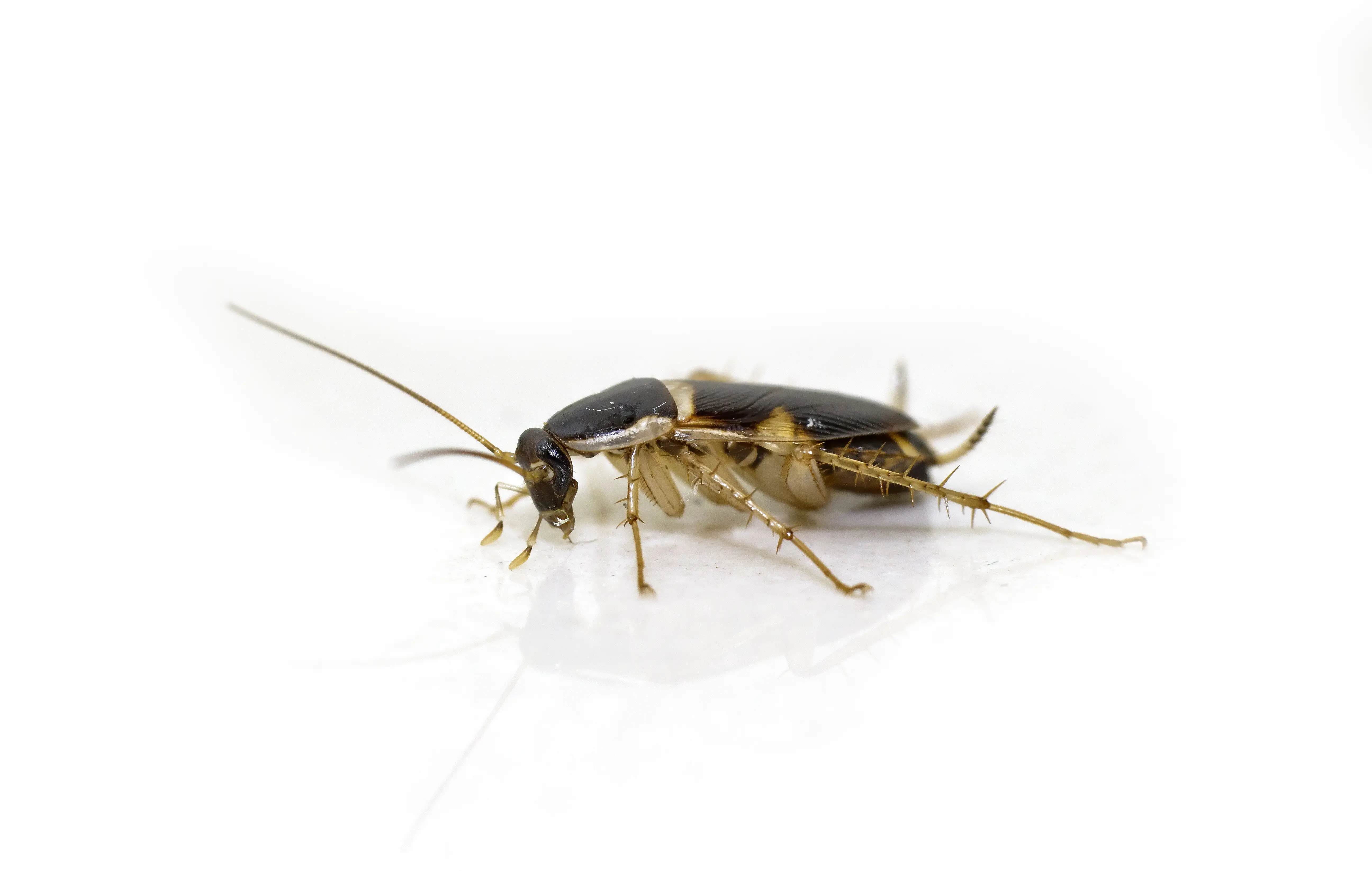 Close up of a brown banded cockroach showing the distinctive light bands
