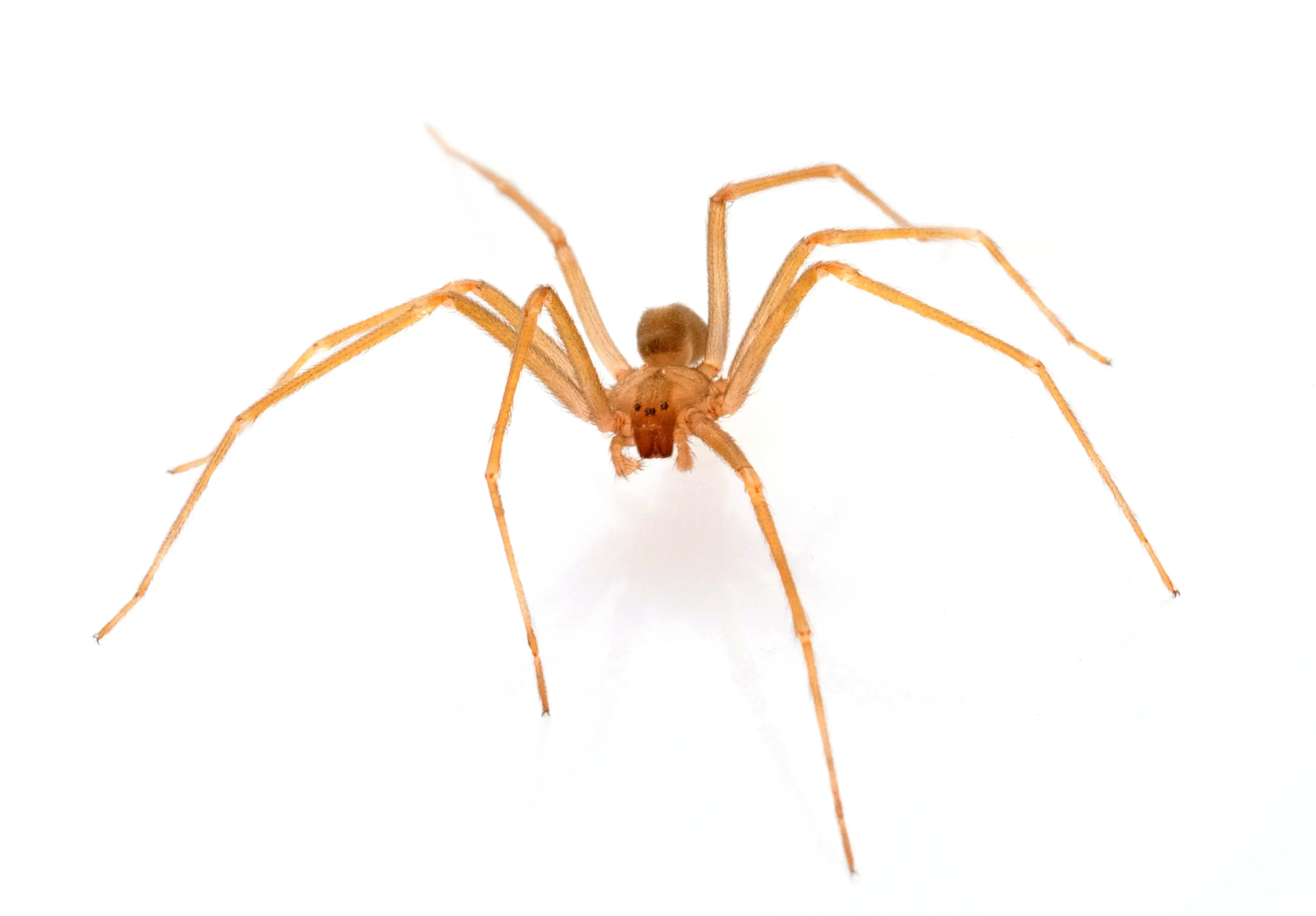 Close-up of a brown recluse spider showing its violin-shaped marking on the cephalothorax