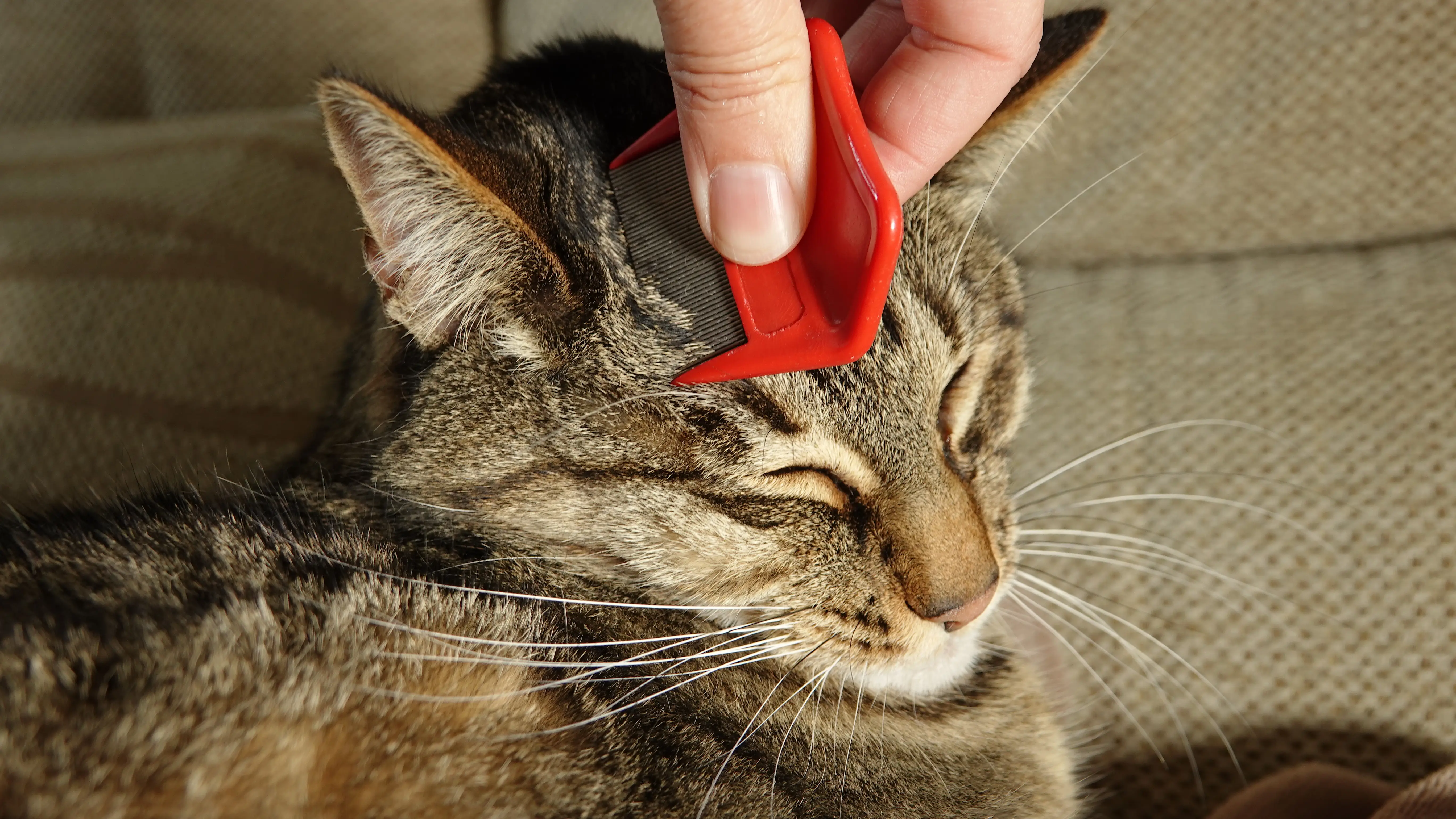 Cat being treated for fleas with a flea comb