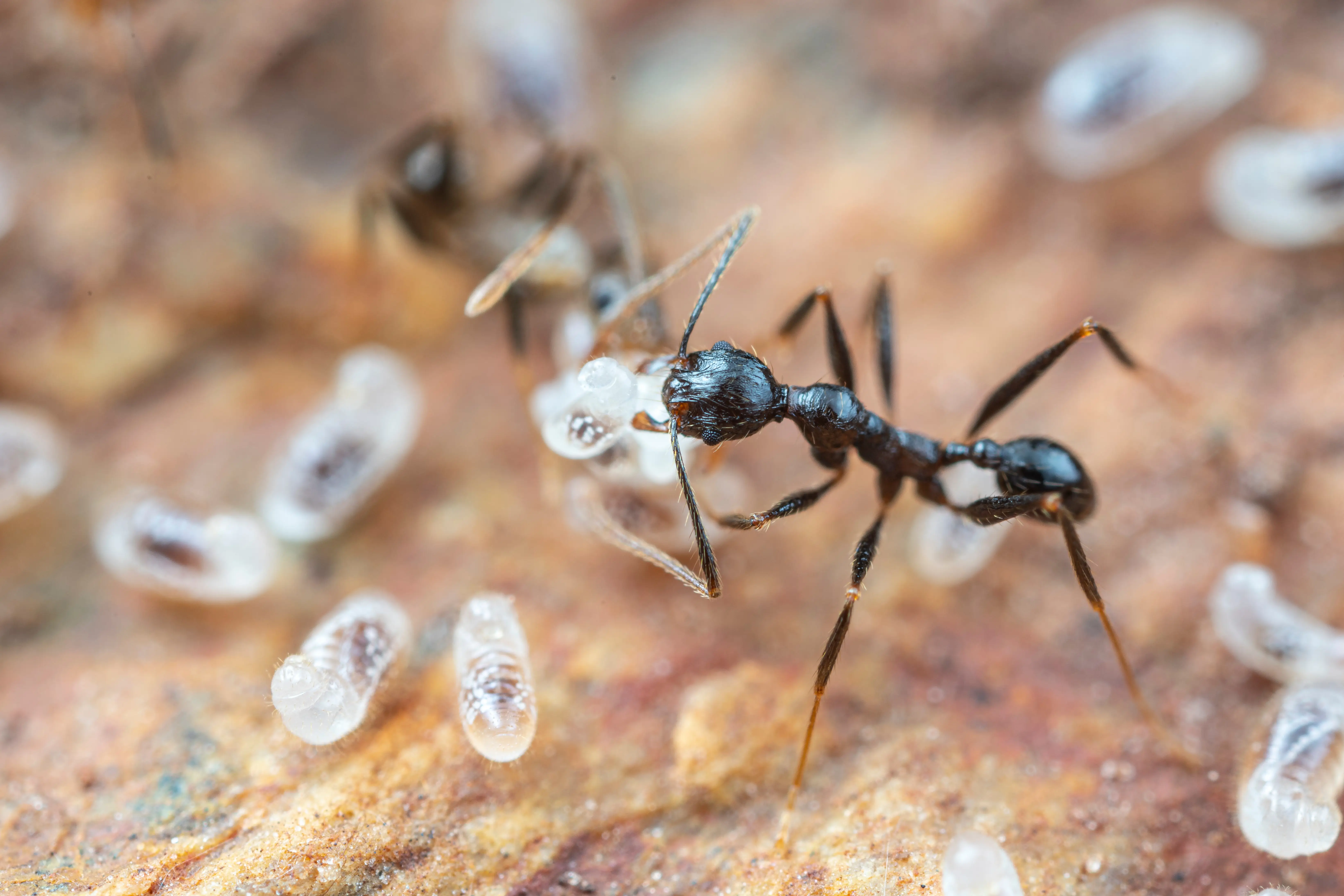 Understanding Ant Colony Structure And Hierarchy EcoGuard Understanding Ant Colony Structure And Hierarchy EcoGuard