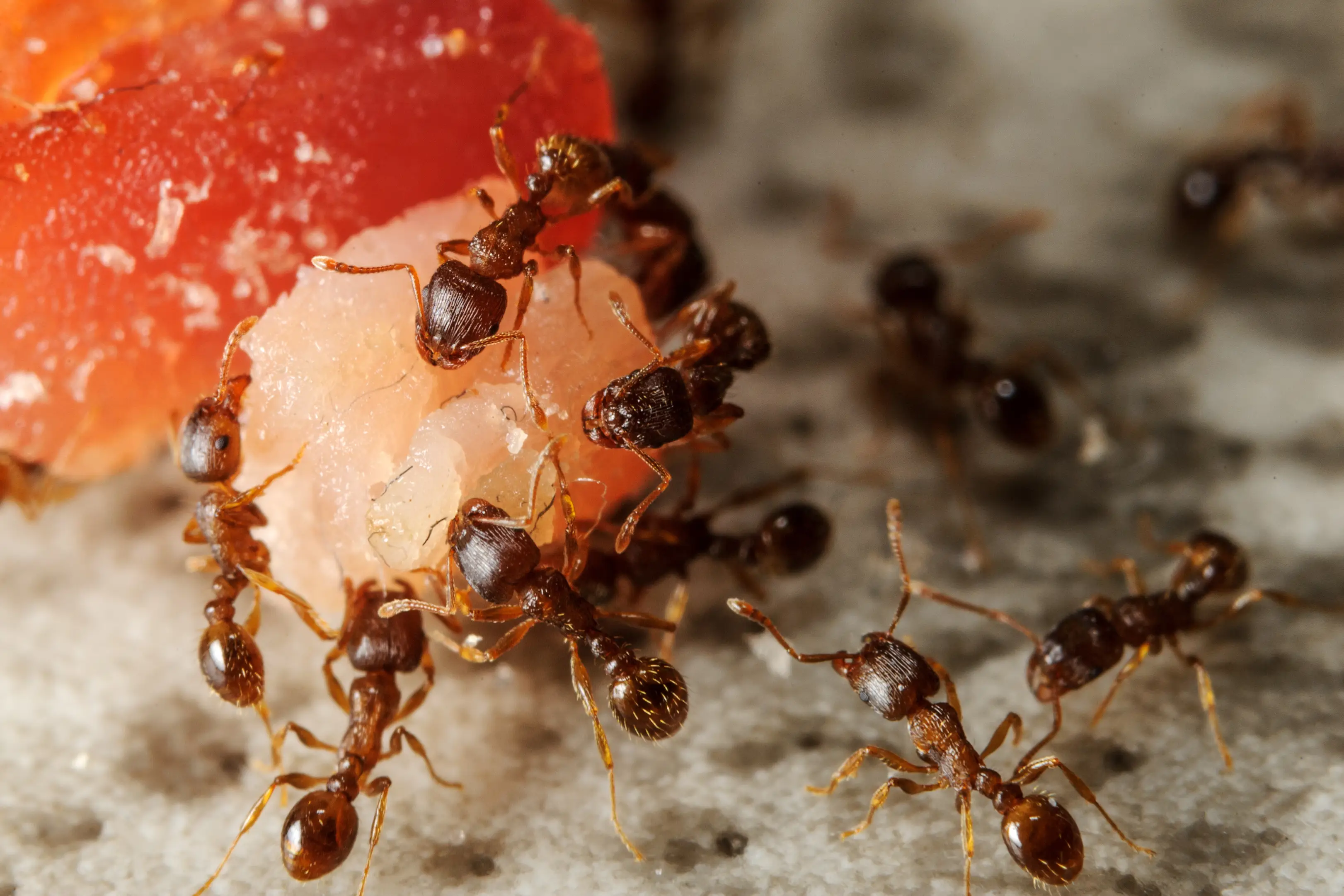 What Do Ants Eat and Drink in Your House?