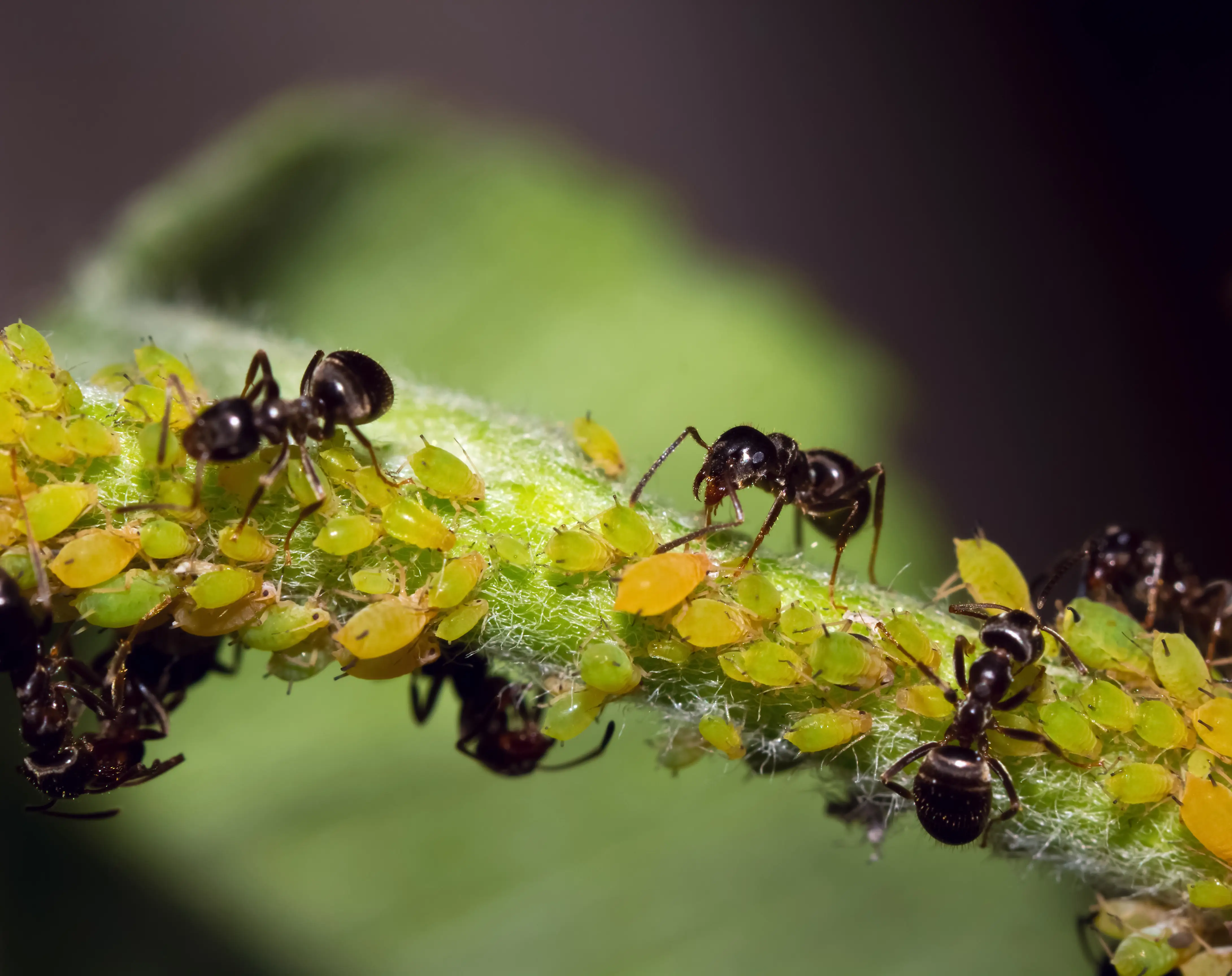 Do Ants Eat Aphids? The Ant-Aphid Relationship Explained
