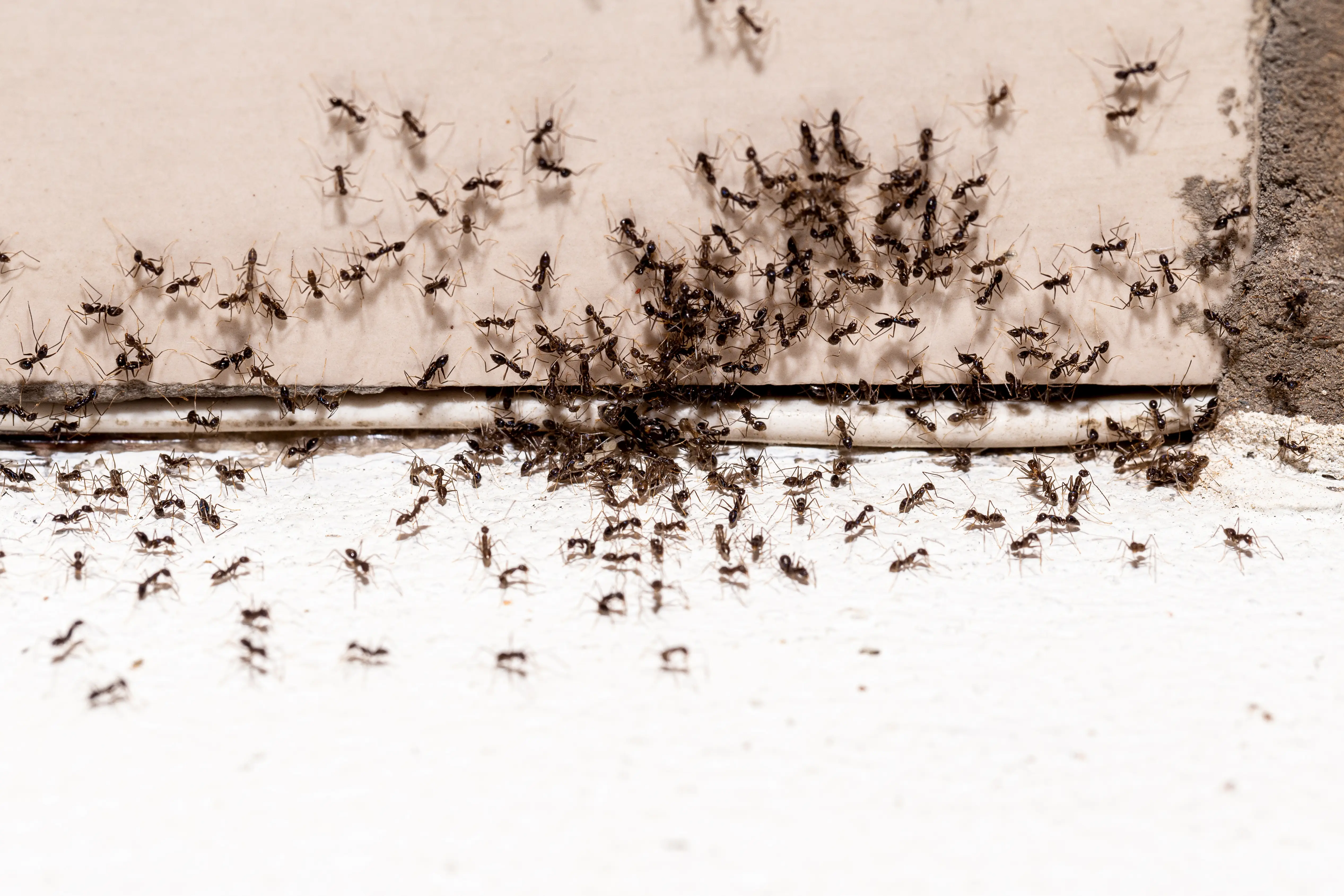 How Do Ants Get Into Your House? Entry Points & Prevention