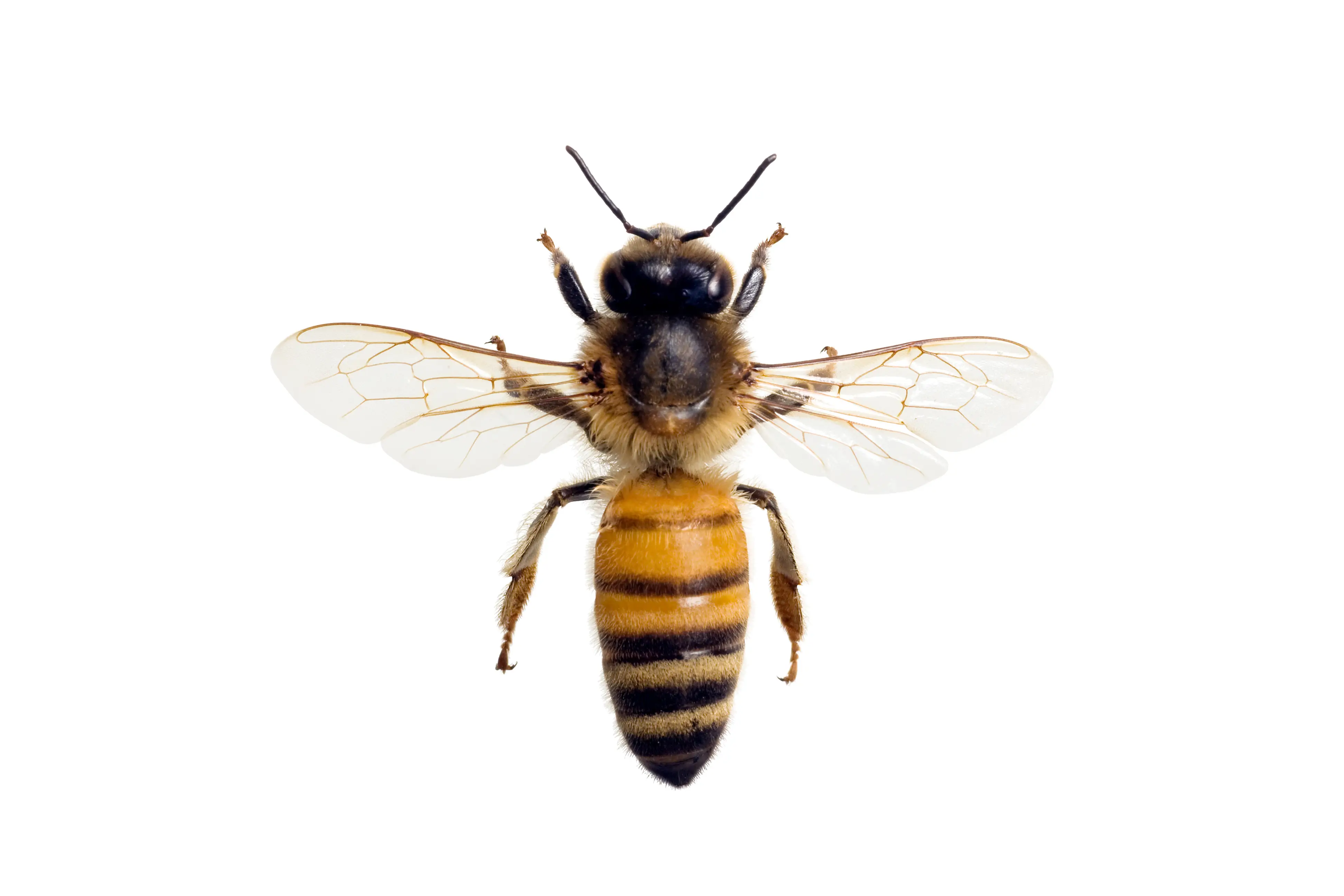 Are Honeybees Dangerous to Humans? Bee Safety Guide