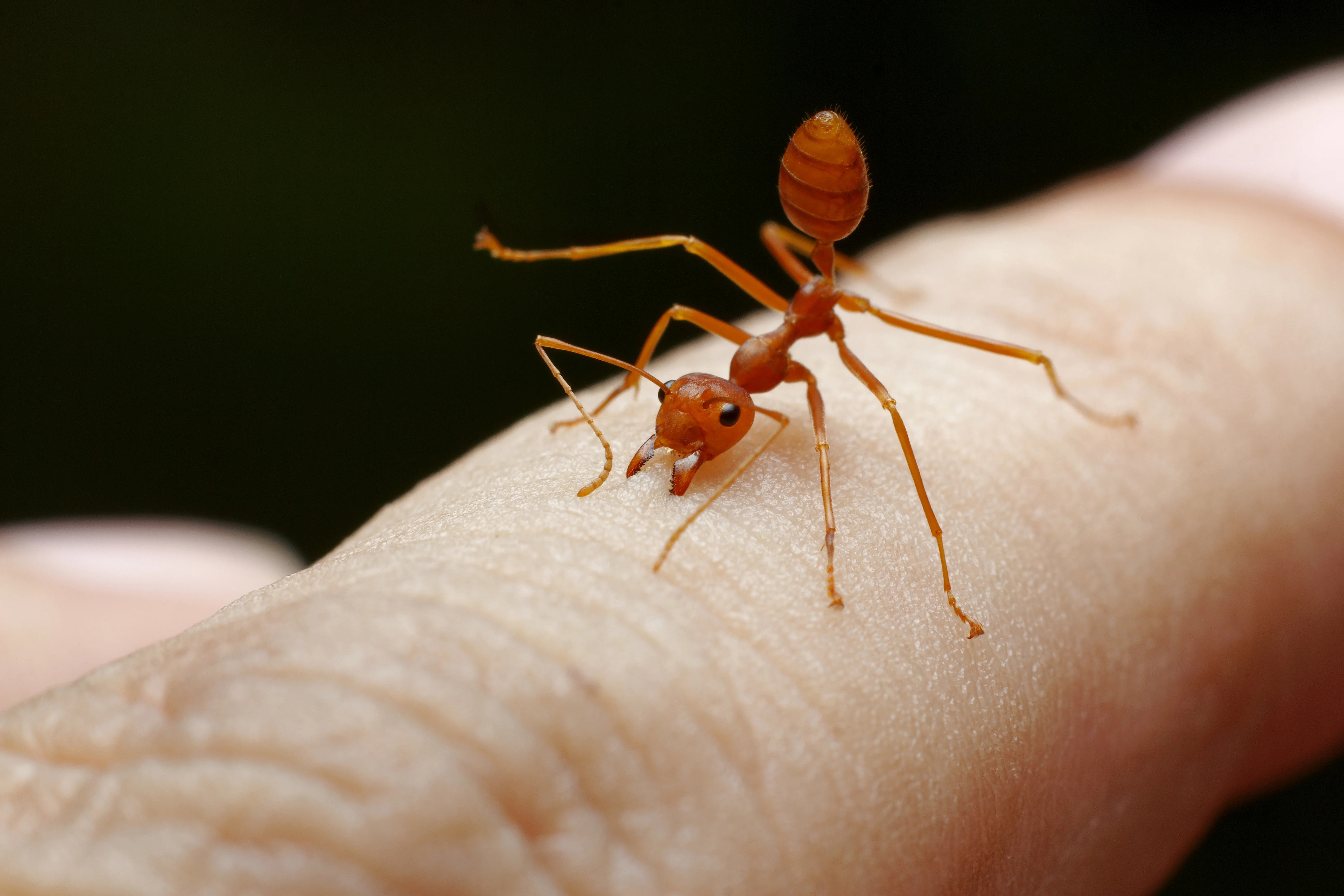 Are Fire Ants Dangerous? Understanding Fire Ant Risks & Safety