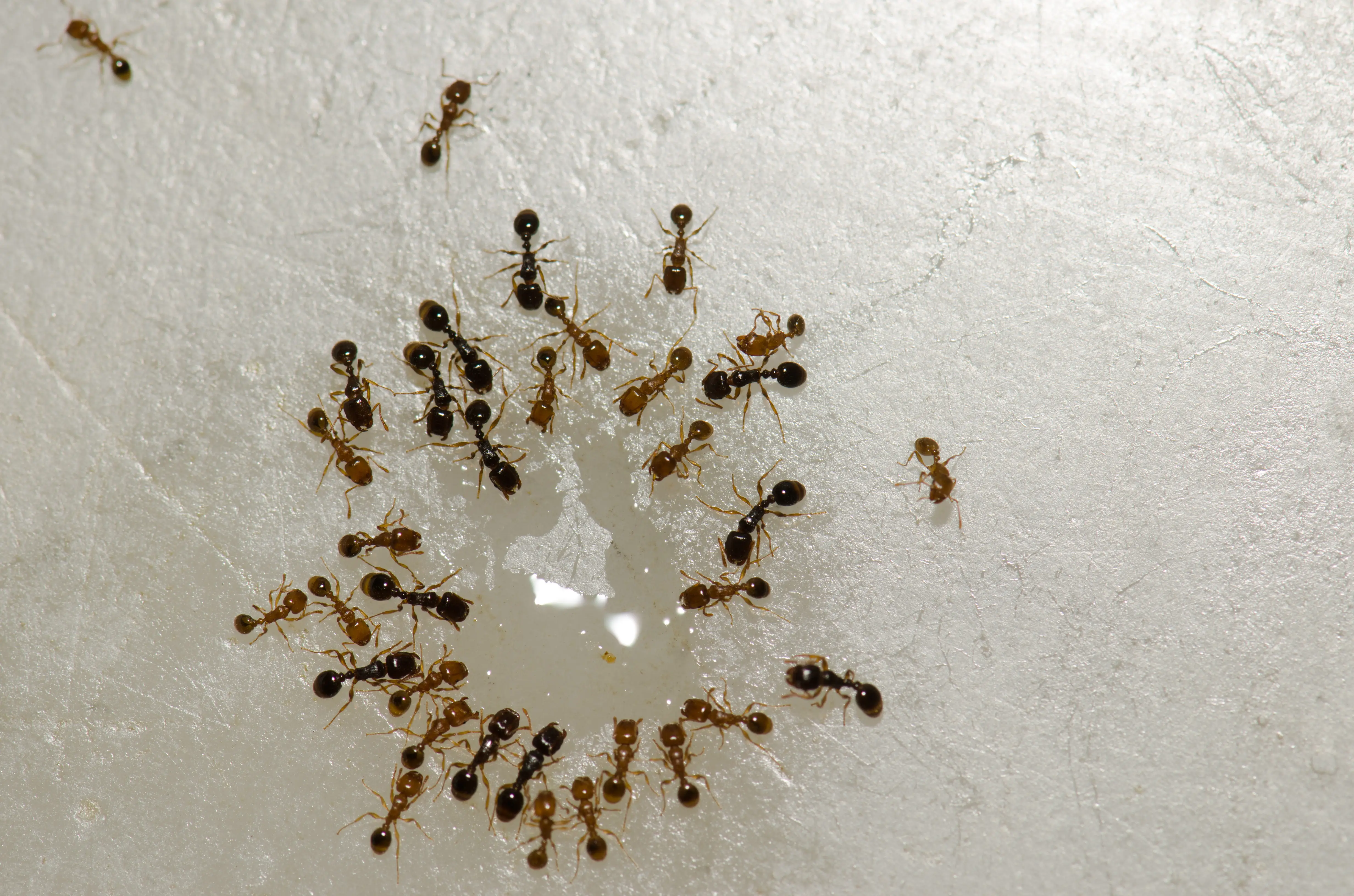 Argentine Ants: Complete Identification, Control & Prevention Guide