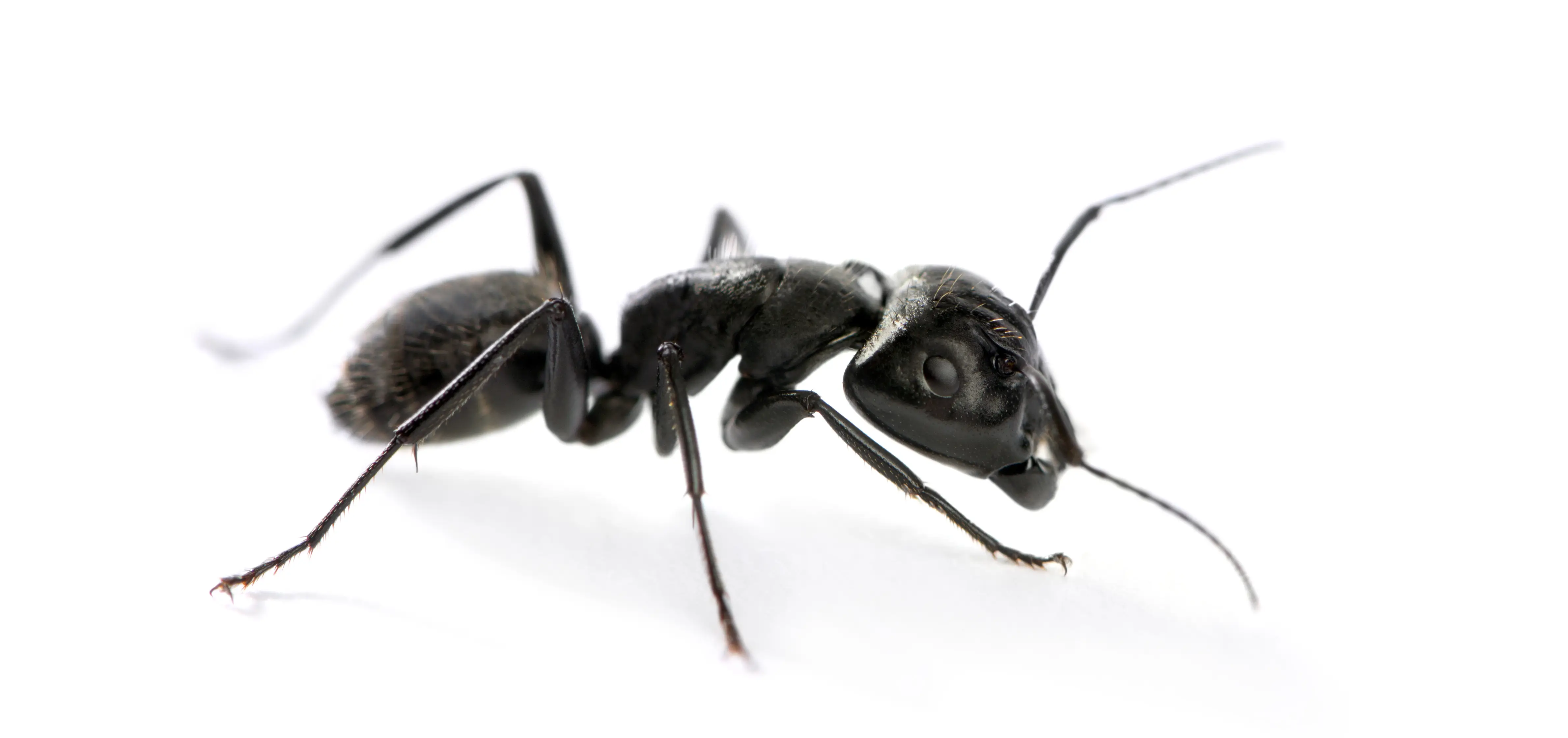 What Attracts Ants Inside the House? Prevention Tips