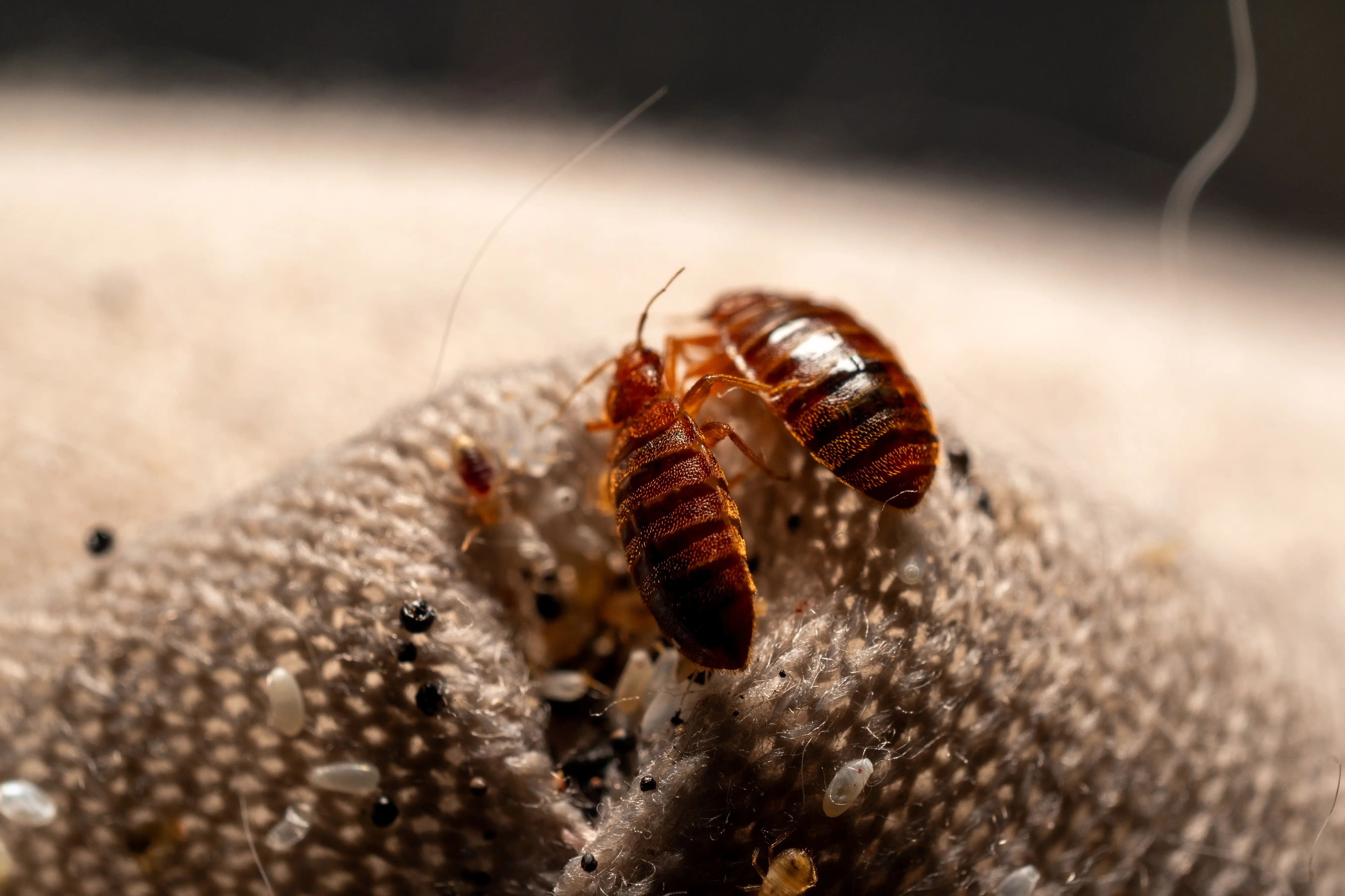 What Does Bed Bug Poop Look Like? Identification & Cleanup Guide
