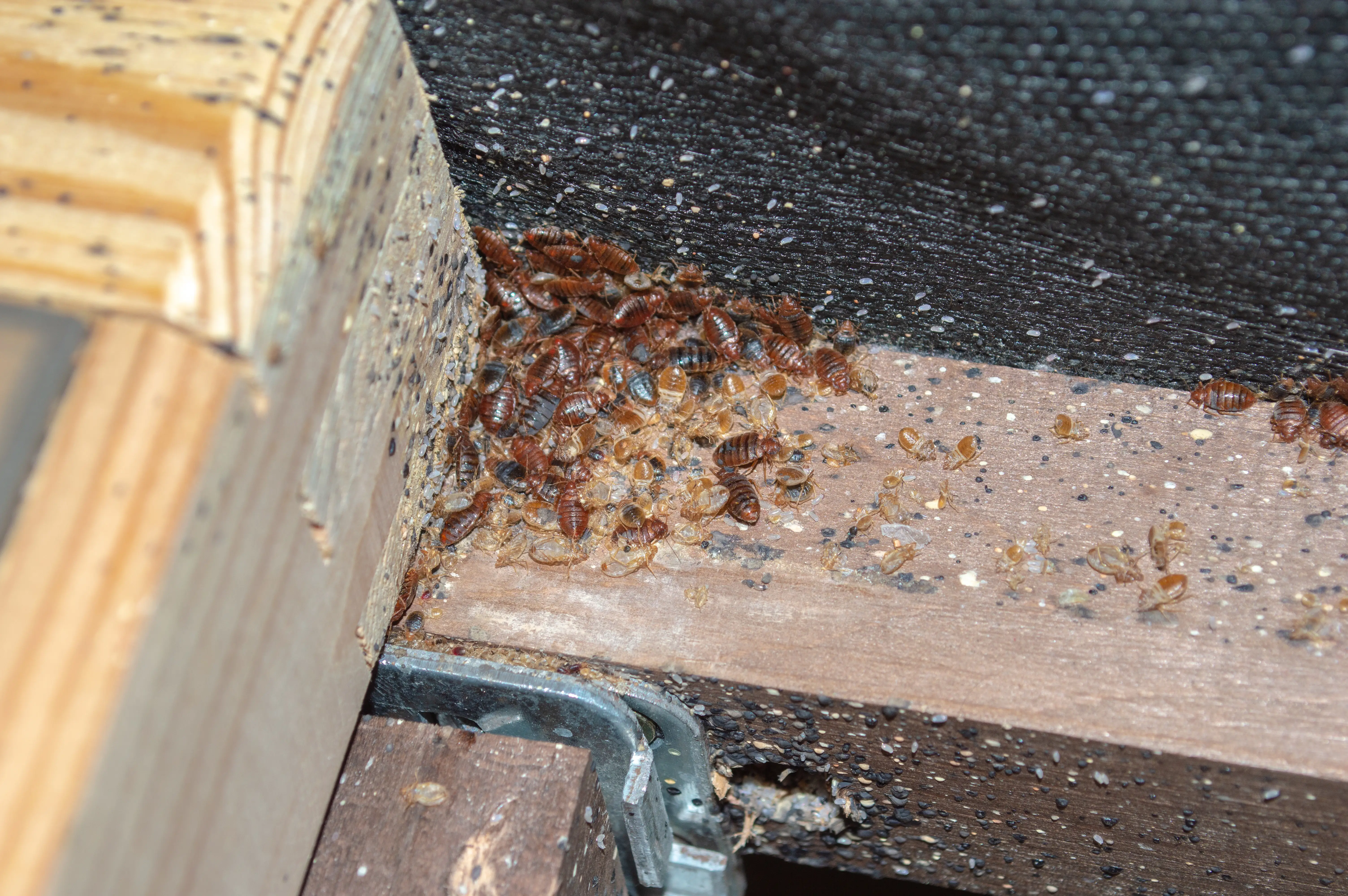 How to Prepare for Bed Bug Treatment: Complete Checklist