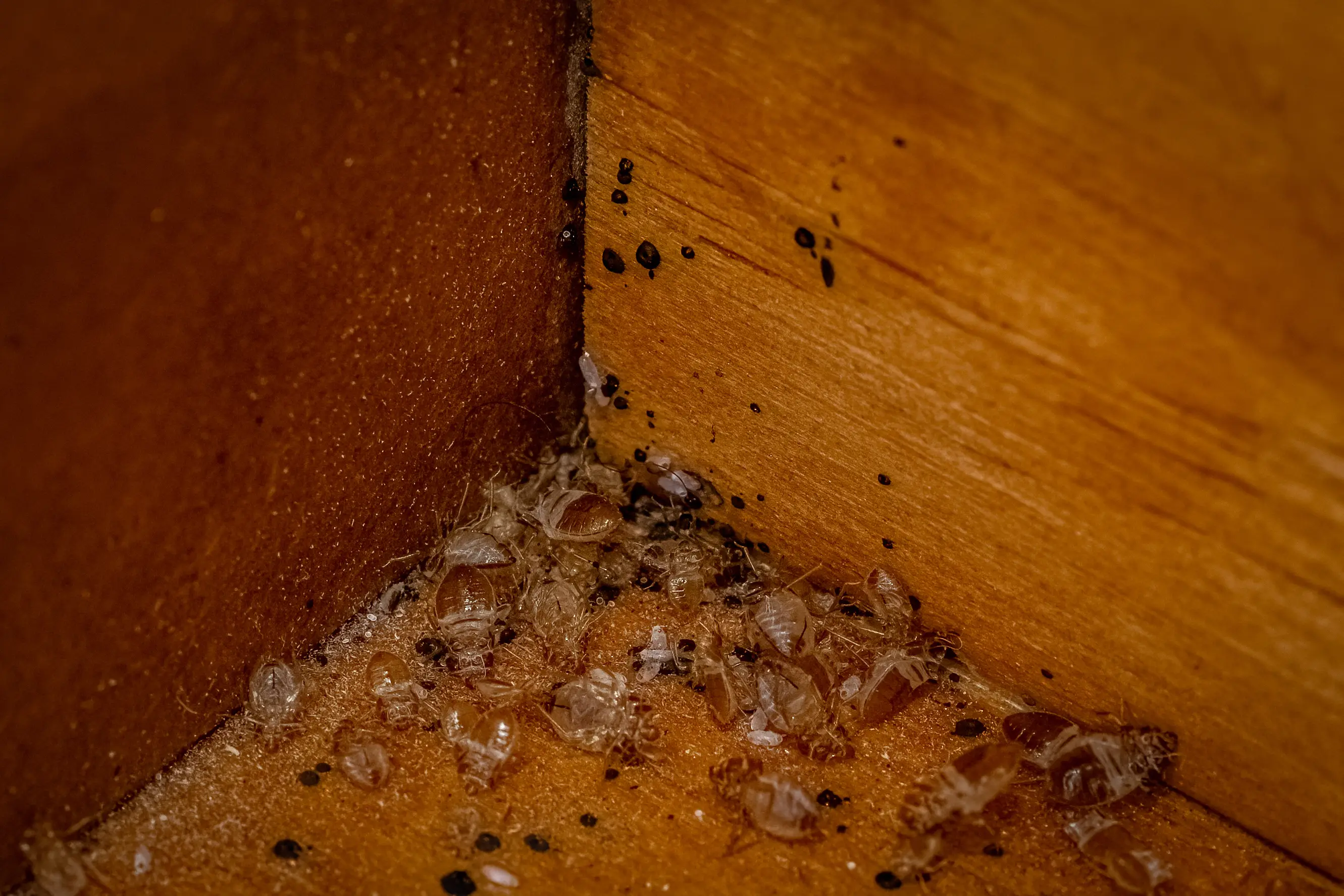 How Common Are Bed Bugs? Statistics & Prevention Guide