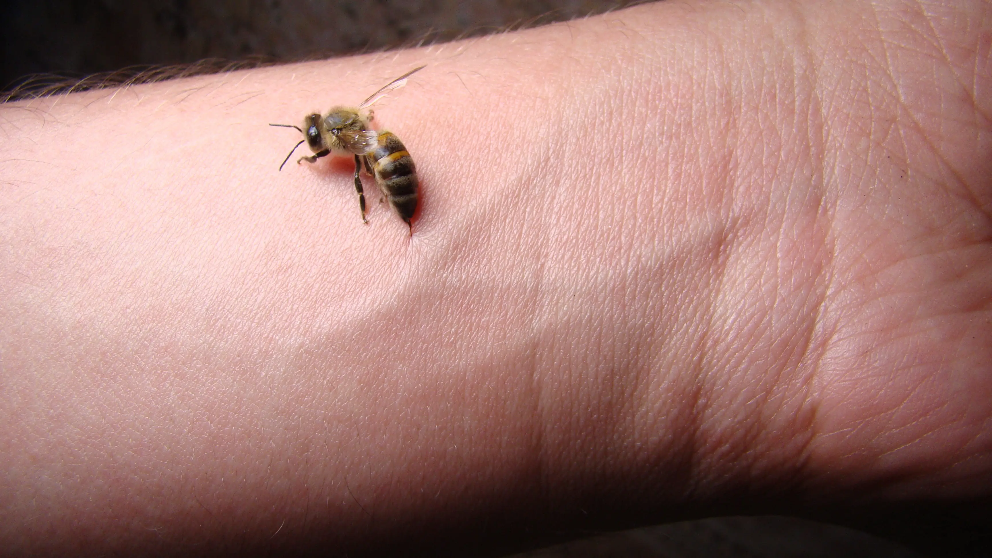 Honeybee with stinger representing bee sting behavior