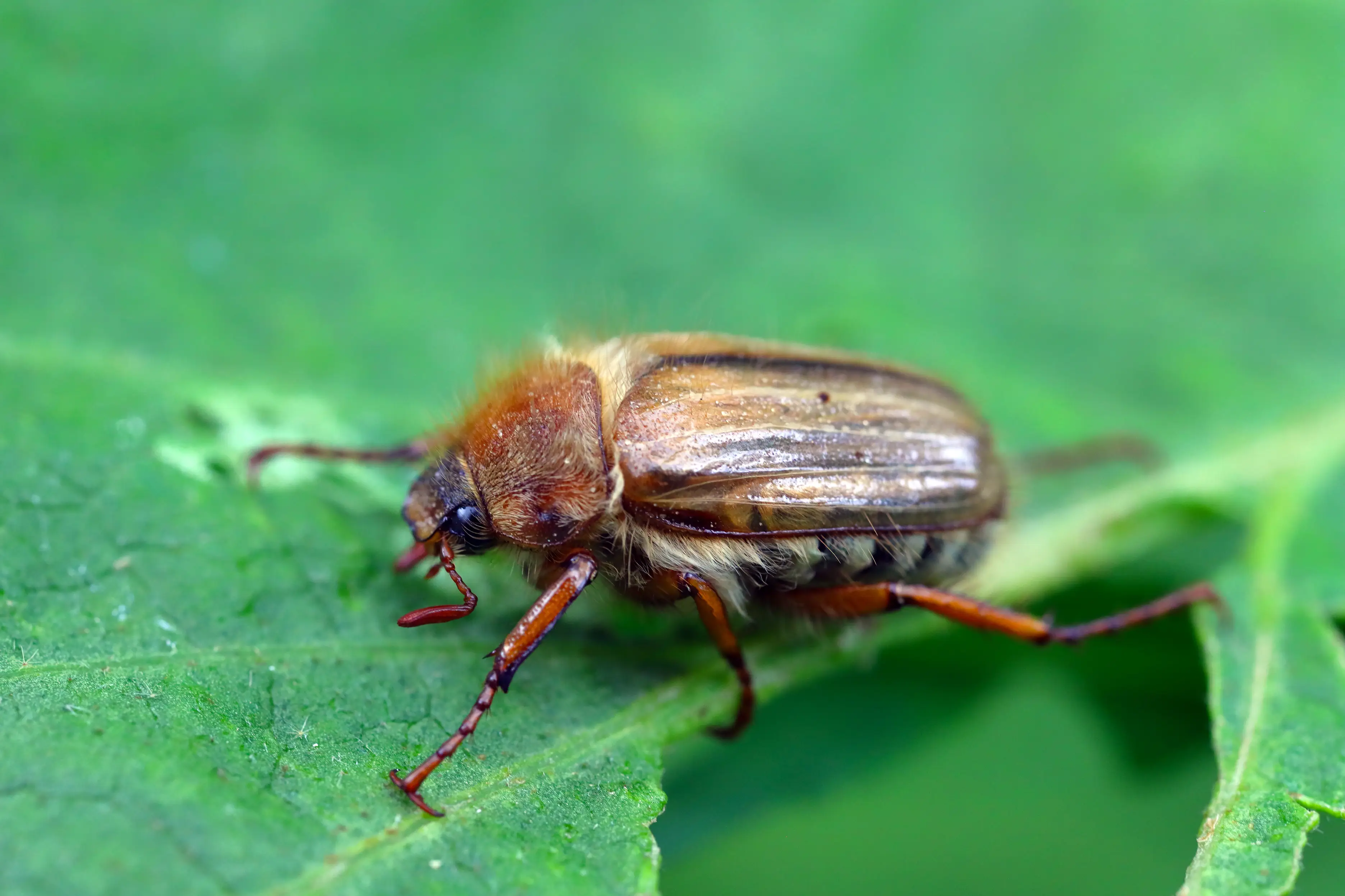 Beetle Life Cycle and Lifespan: Complete Metamorphosis Guide