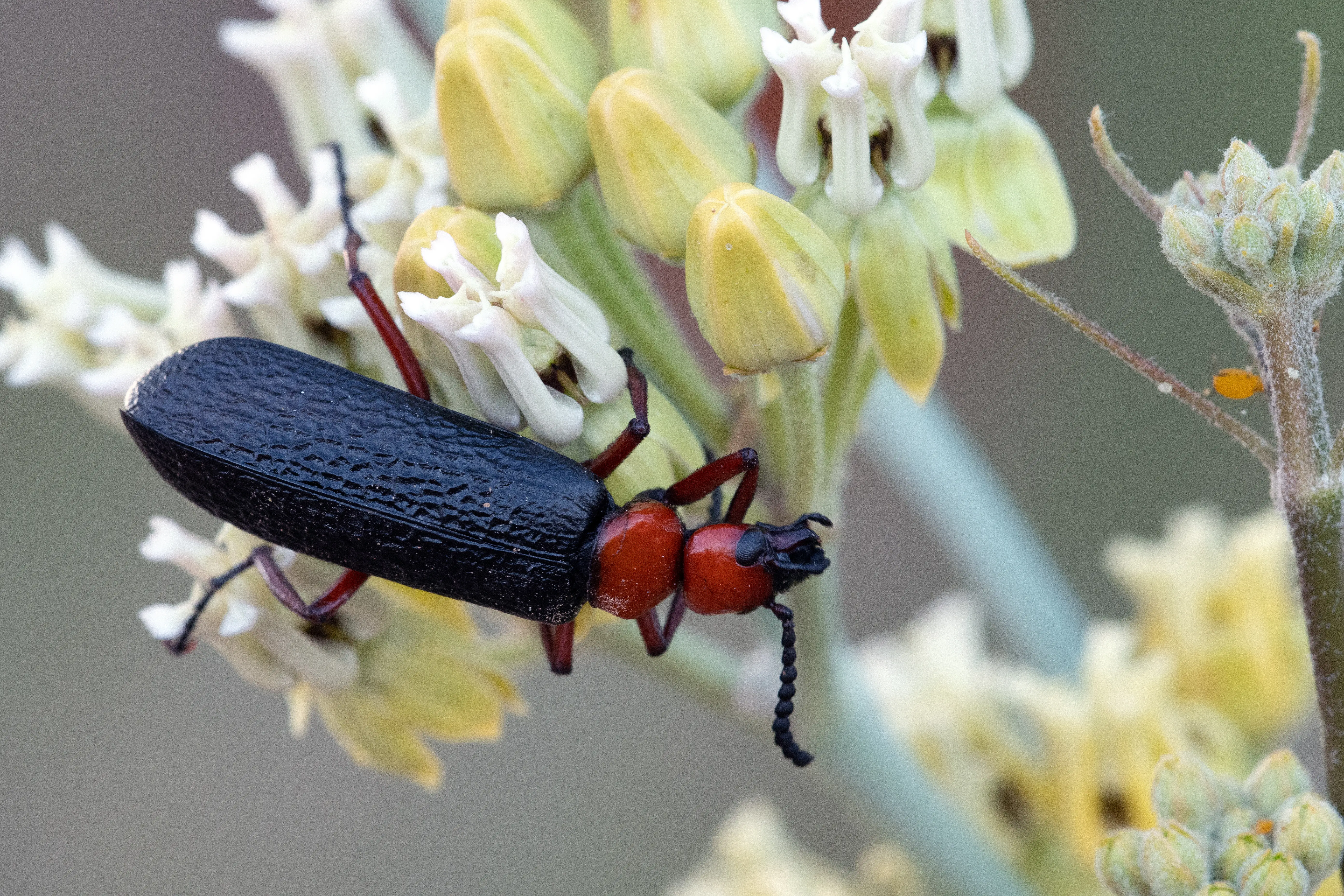 Are Beetles Dangerous to Humans? Risks & Safety Guide
