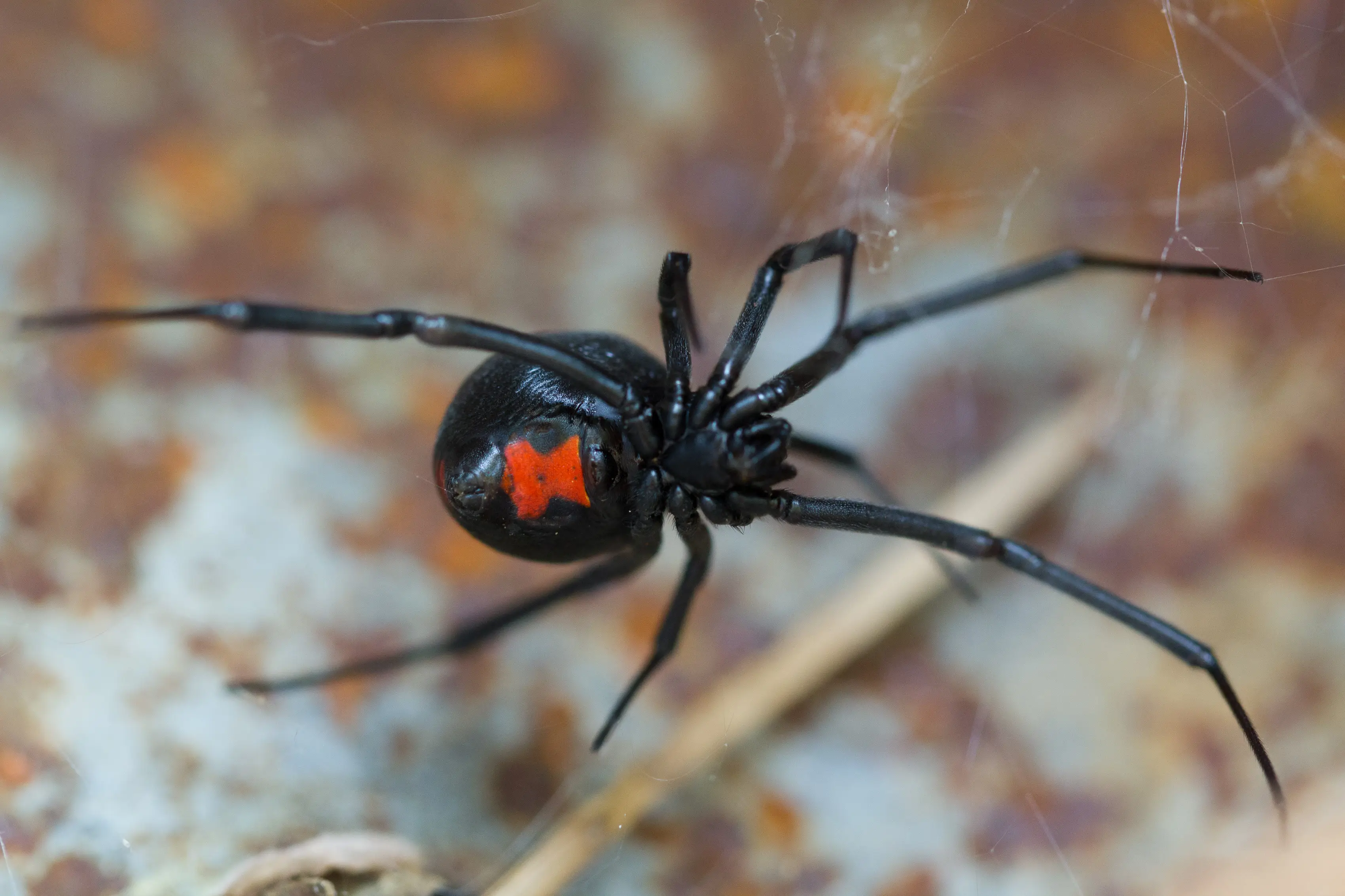 Where Do Black Widow Spiders Live? Habitat Guide