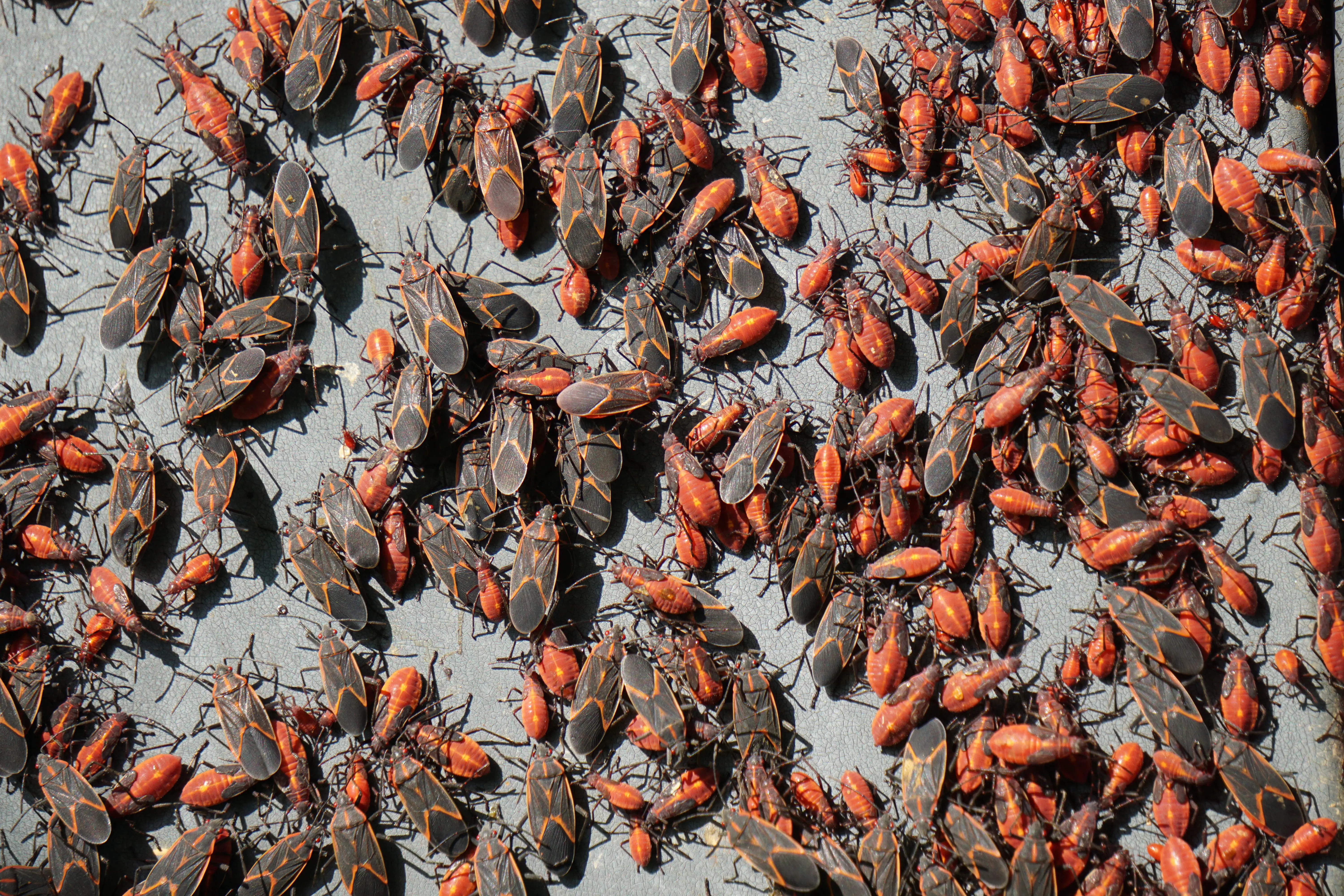 What Attracts Boxelder Bugs to My House?