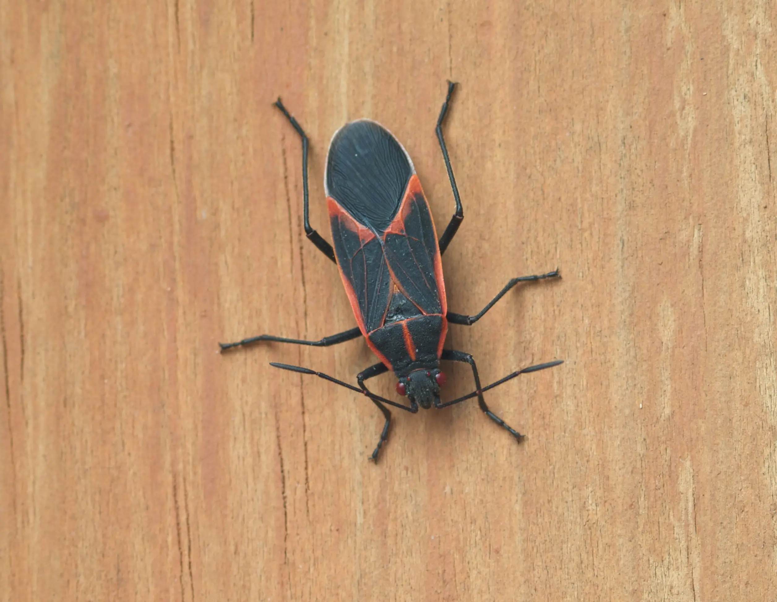 Boxelder bug with distinctive black and orange markings on a leaf