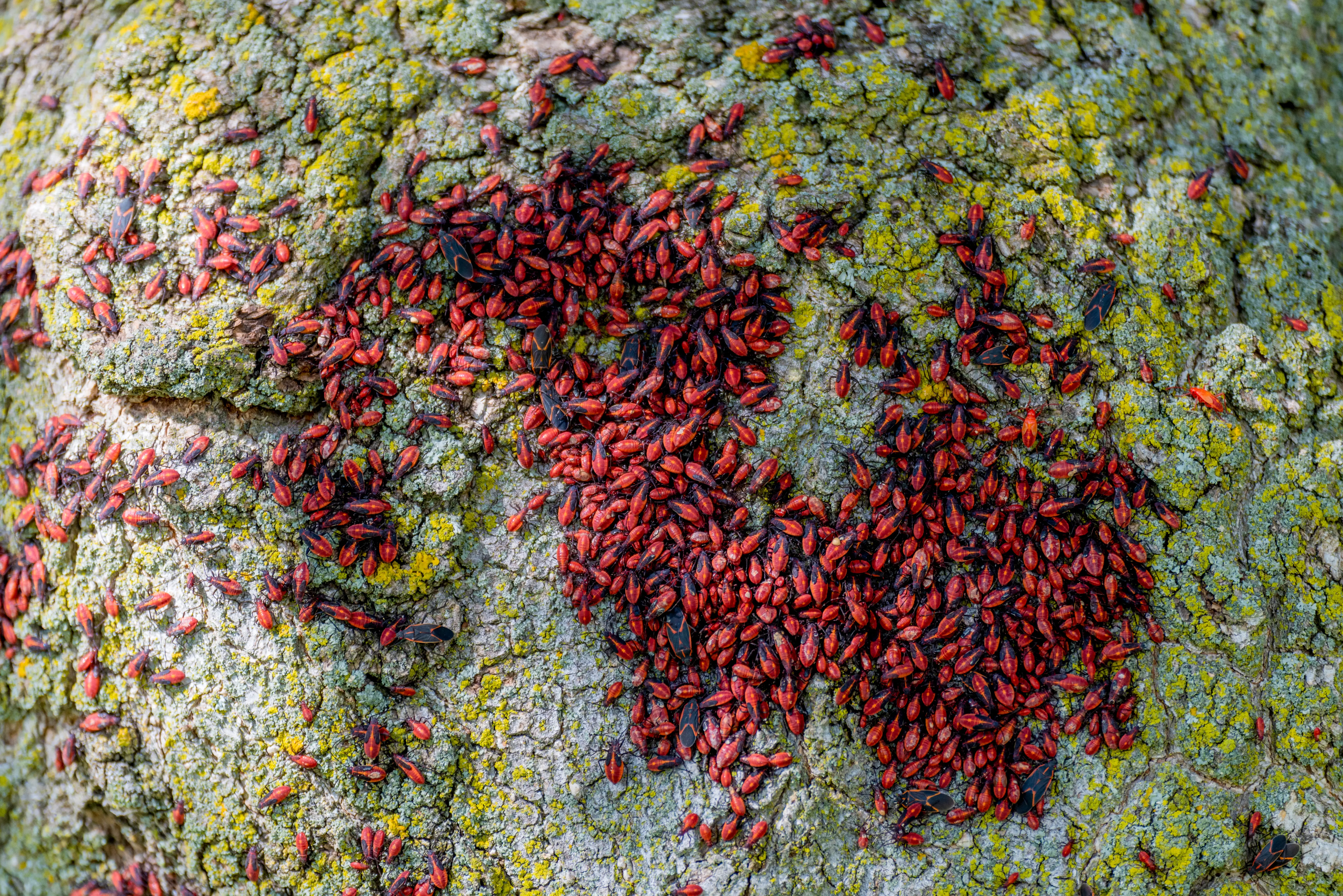 Boxelder bug feeding on boxelder tree seeds
