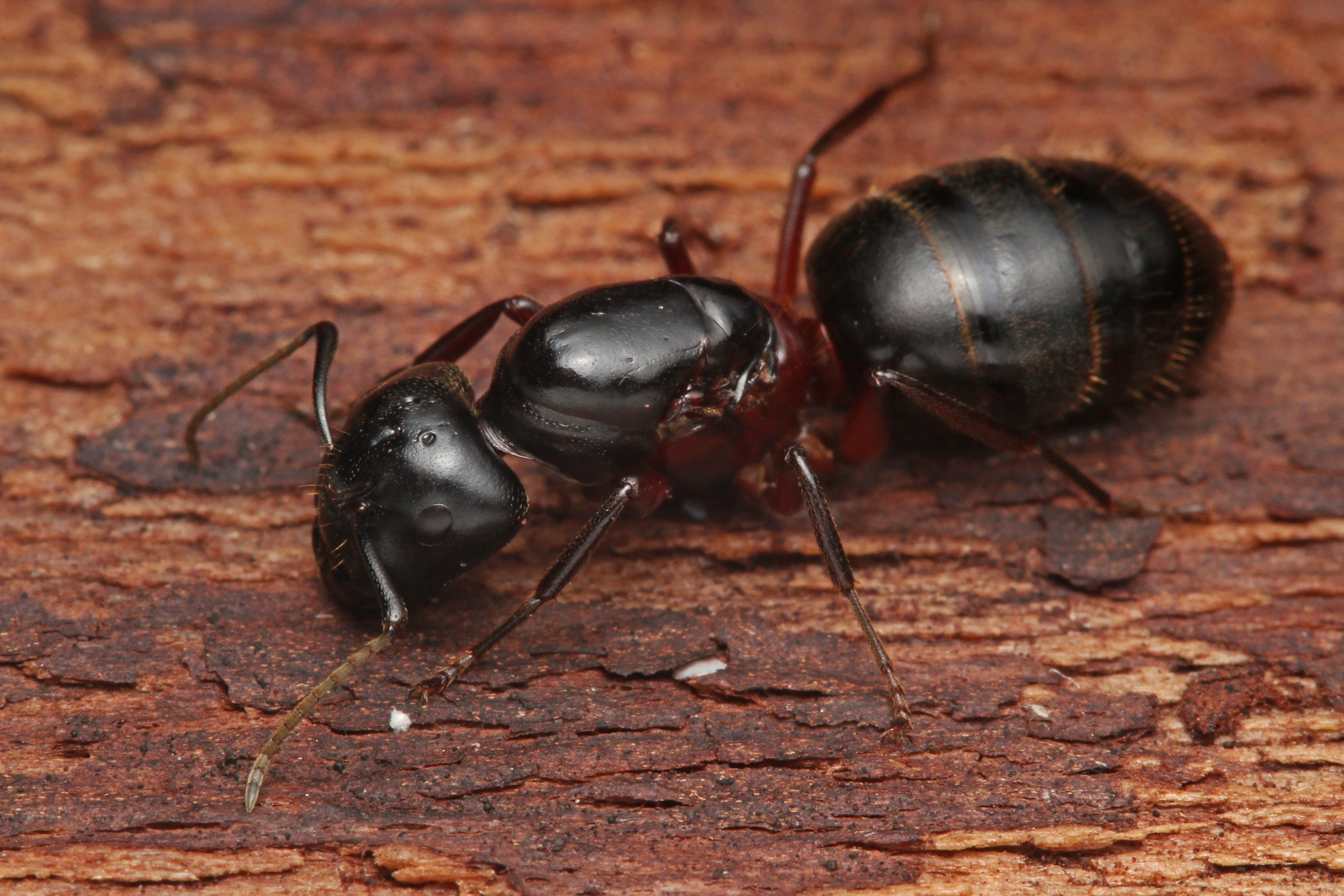 Common Signs of Carpenter Ant Damage