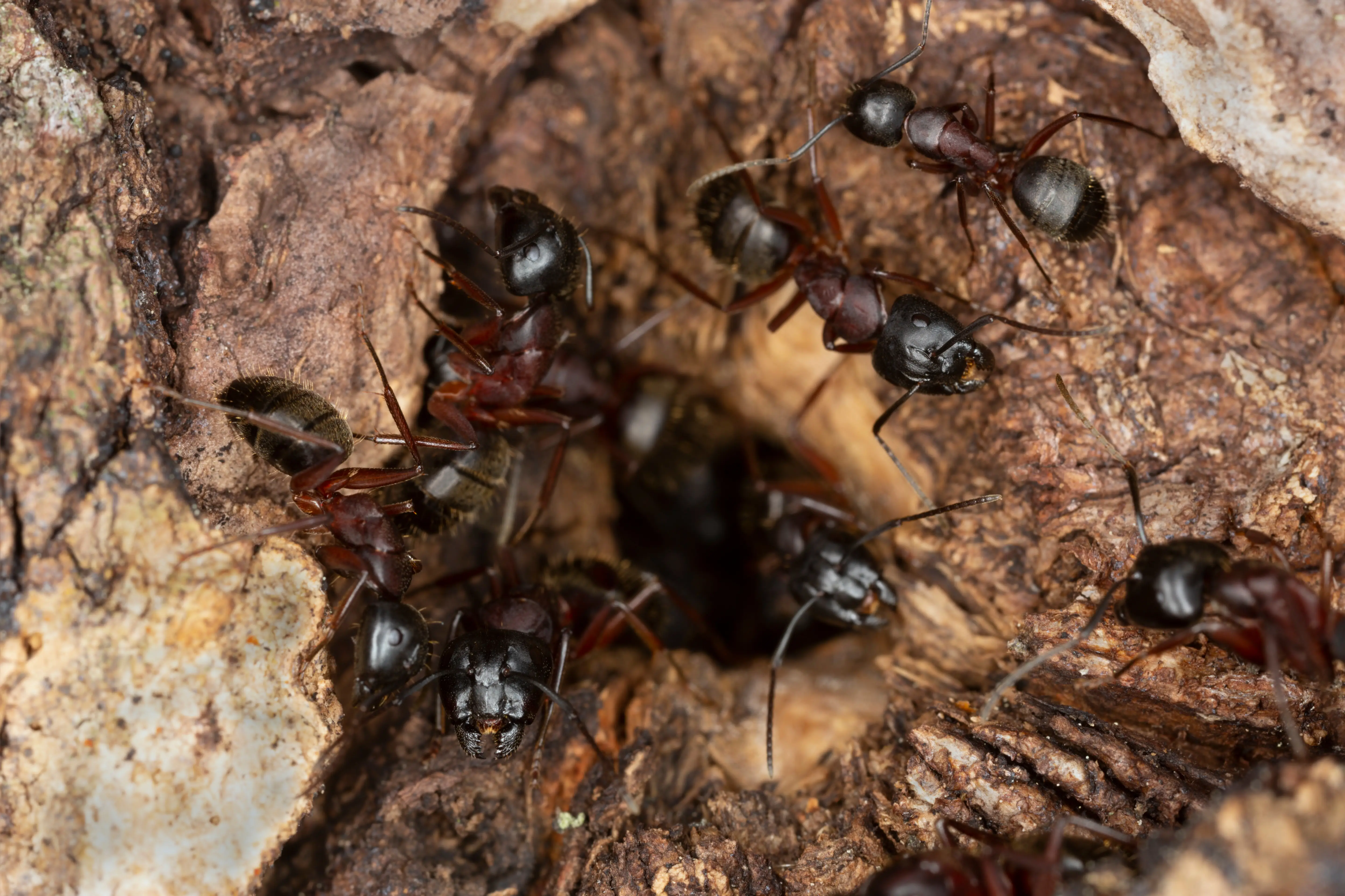 How to Get Rid of Carpenter Ants in the House