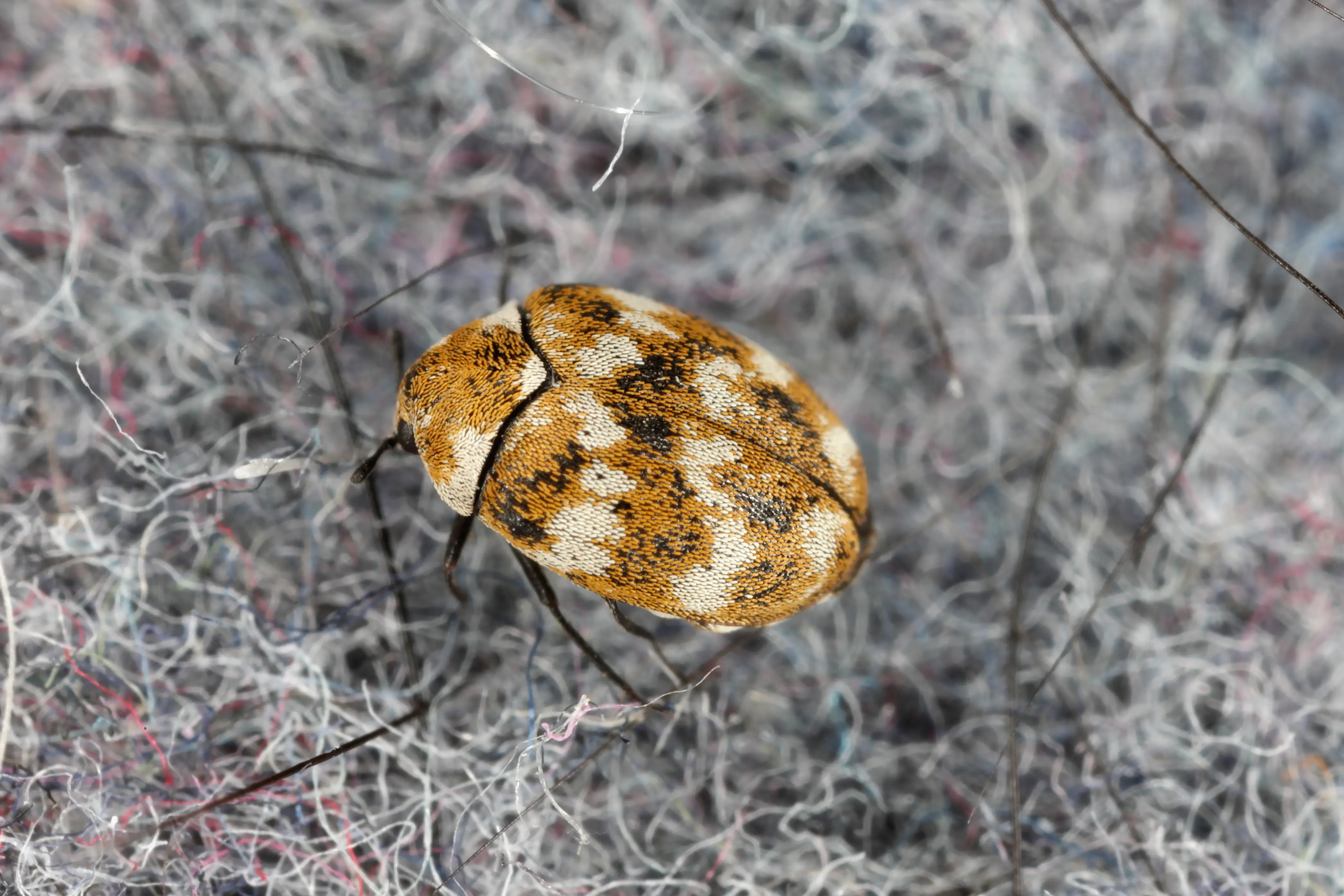 6 Common Signs of Carpet Beetles in Your Home