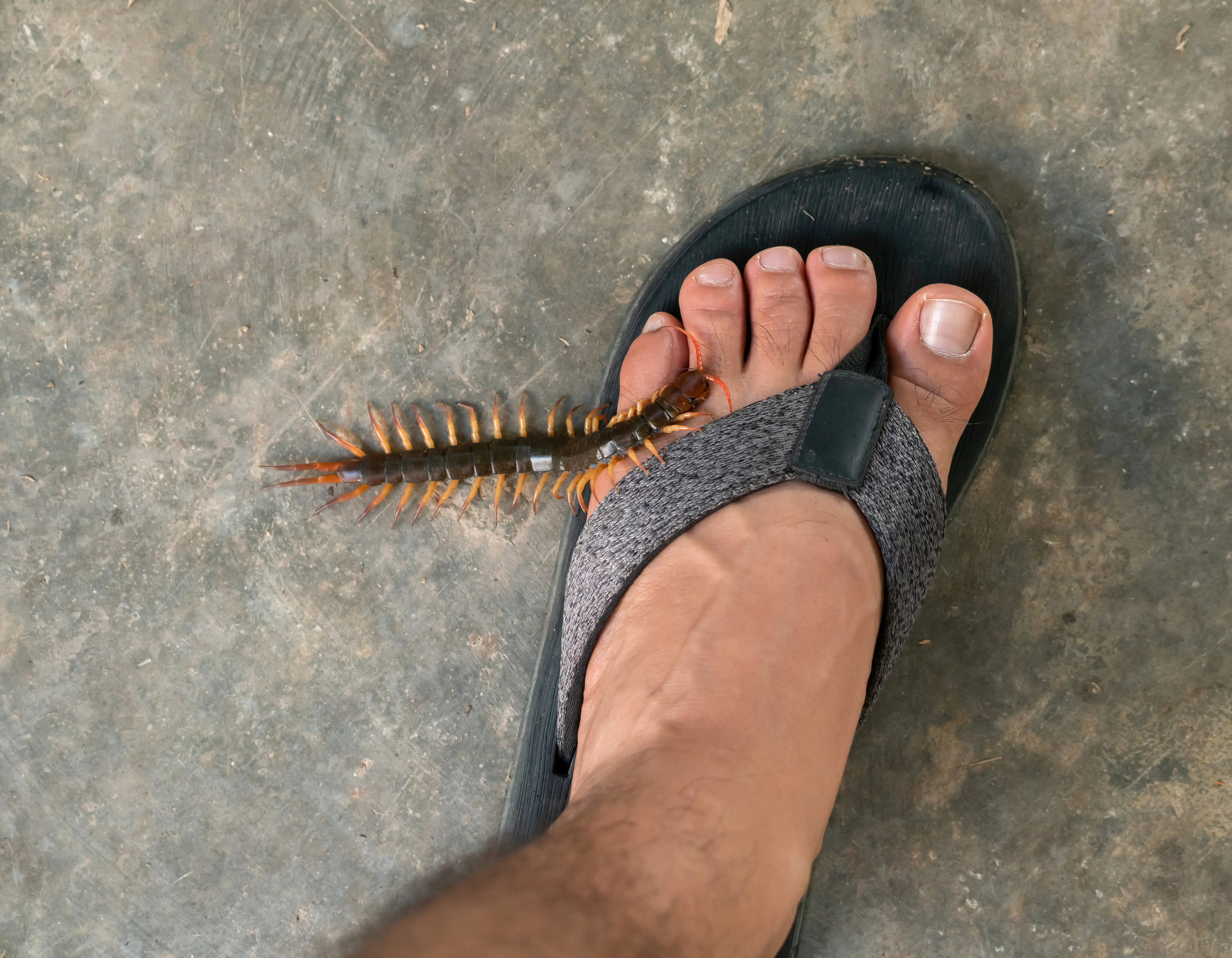 Centipede representing information about centipede bites and venom