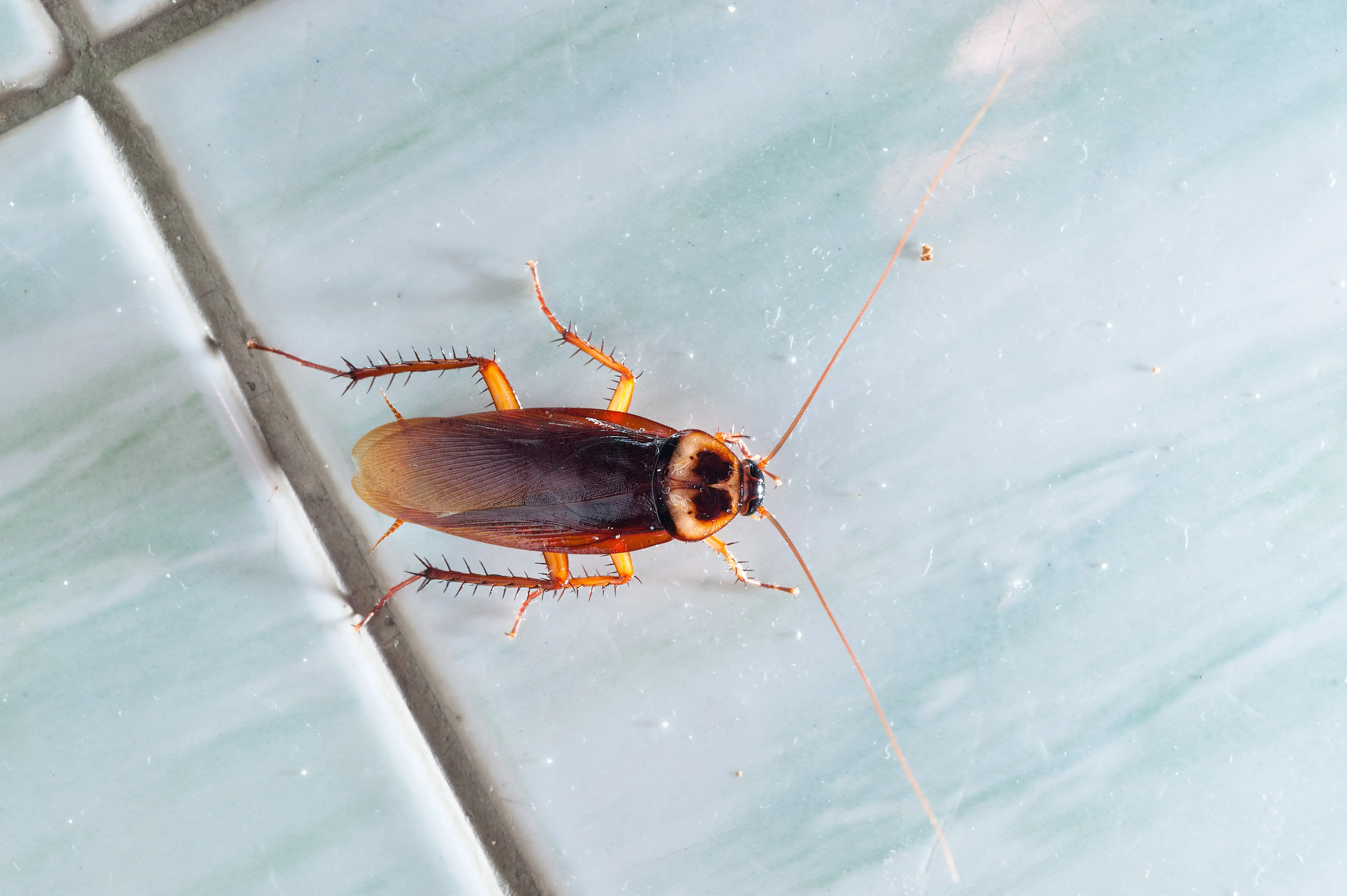 Do Cockroaches Transmit Diseases? Health Risks Explained
