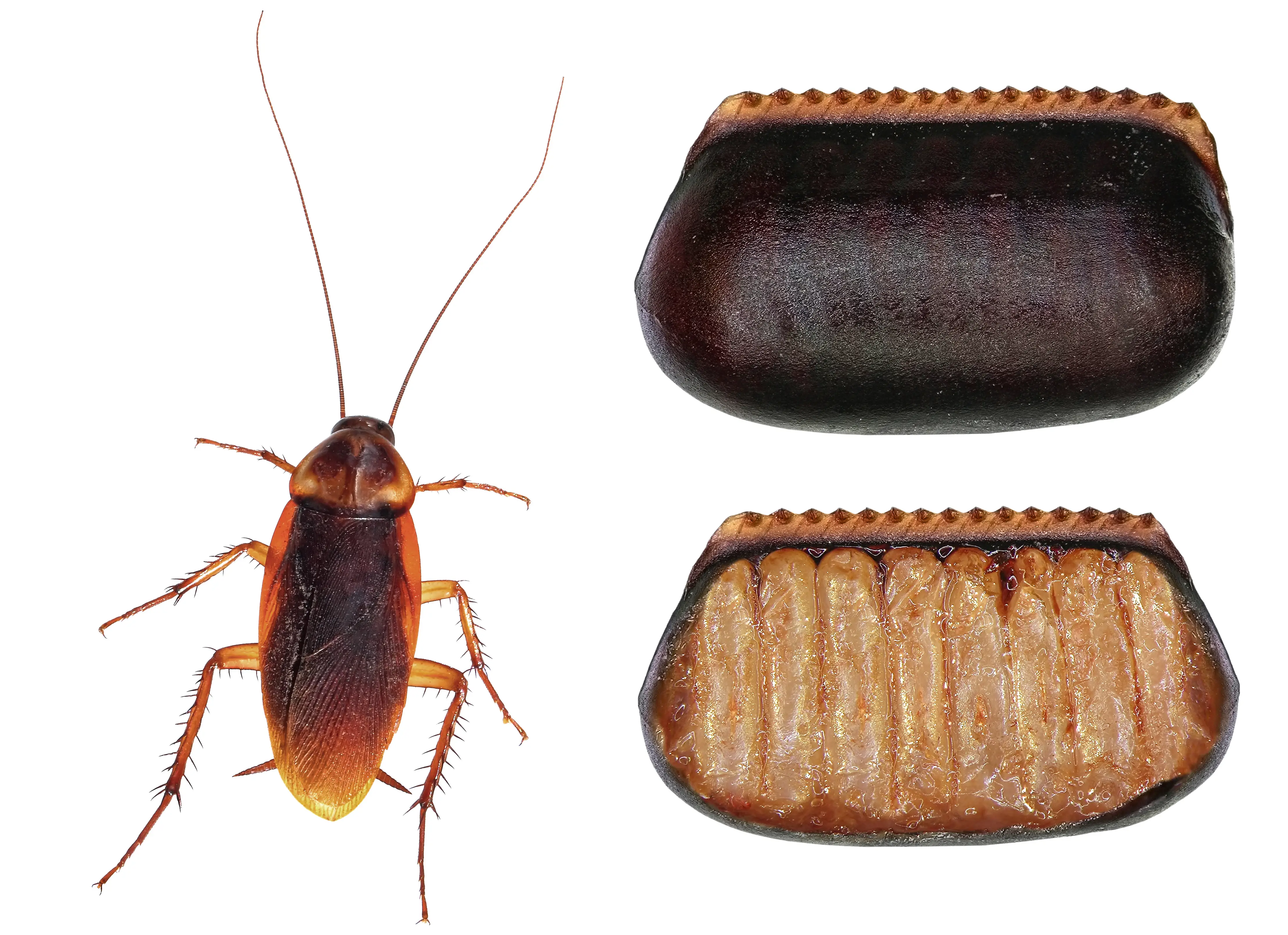 How to Identify and Get Rid of Cockroach Eggs