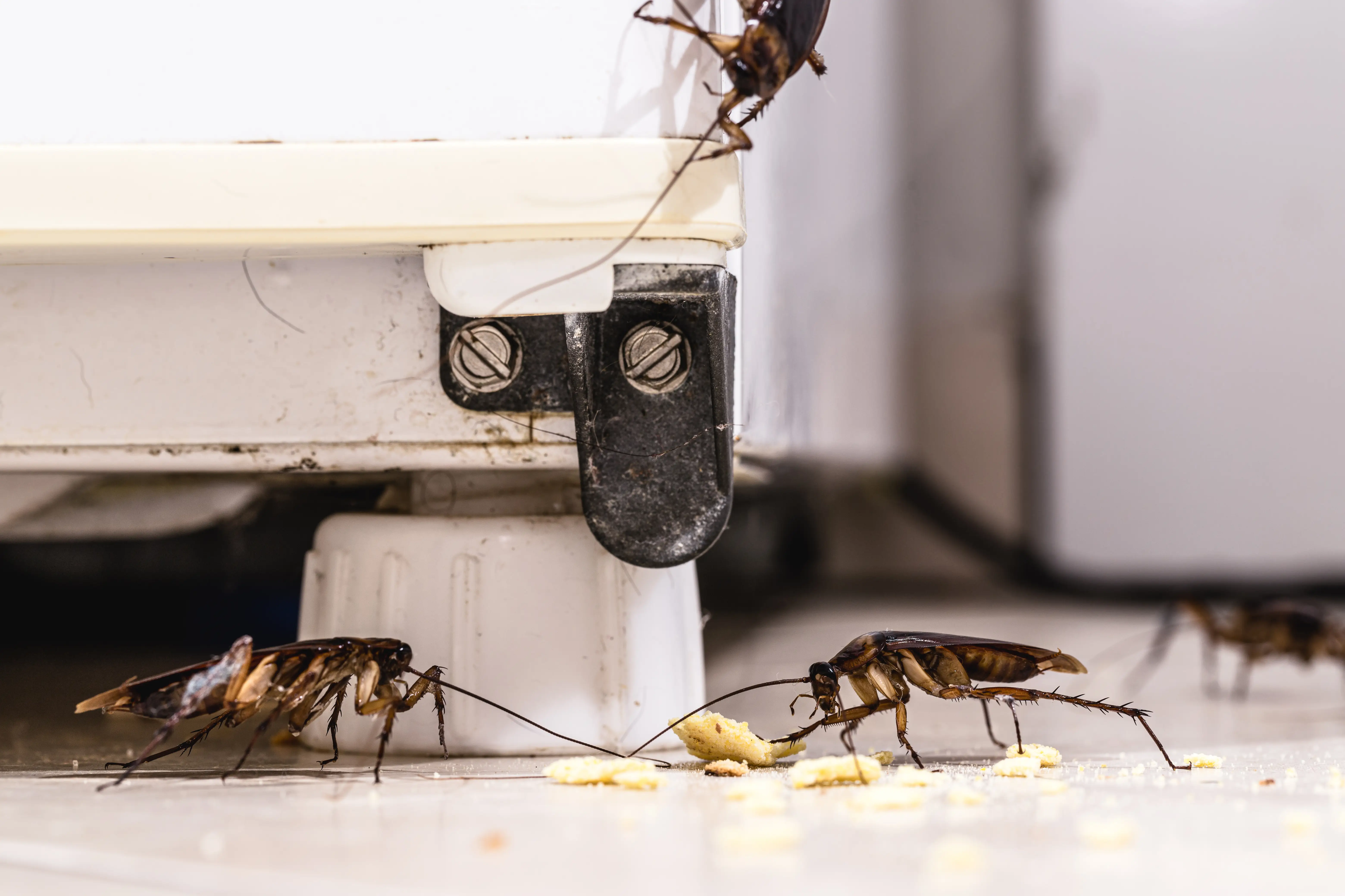 How to Find Where Cockroaches Are Coming From