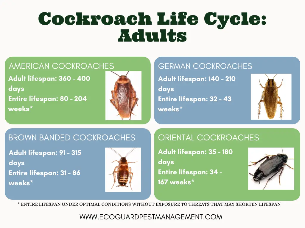 Cockroach Life Cycle: Eggs, Nymphs & Adult Stages