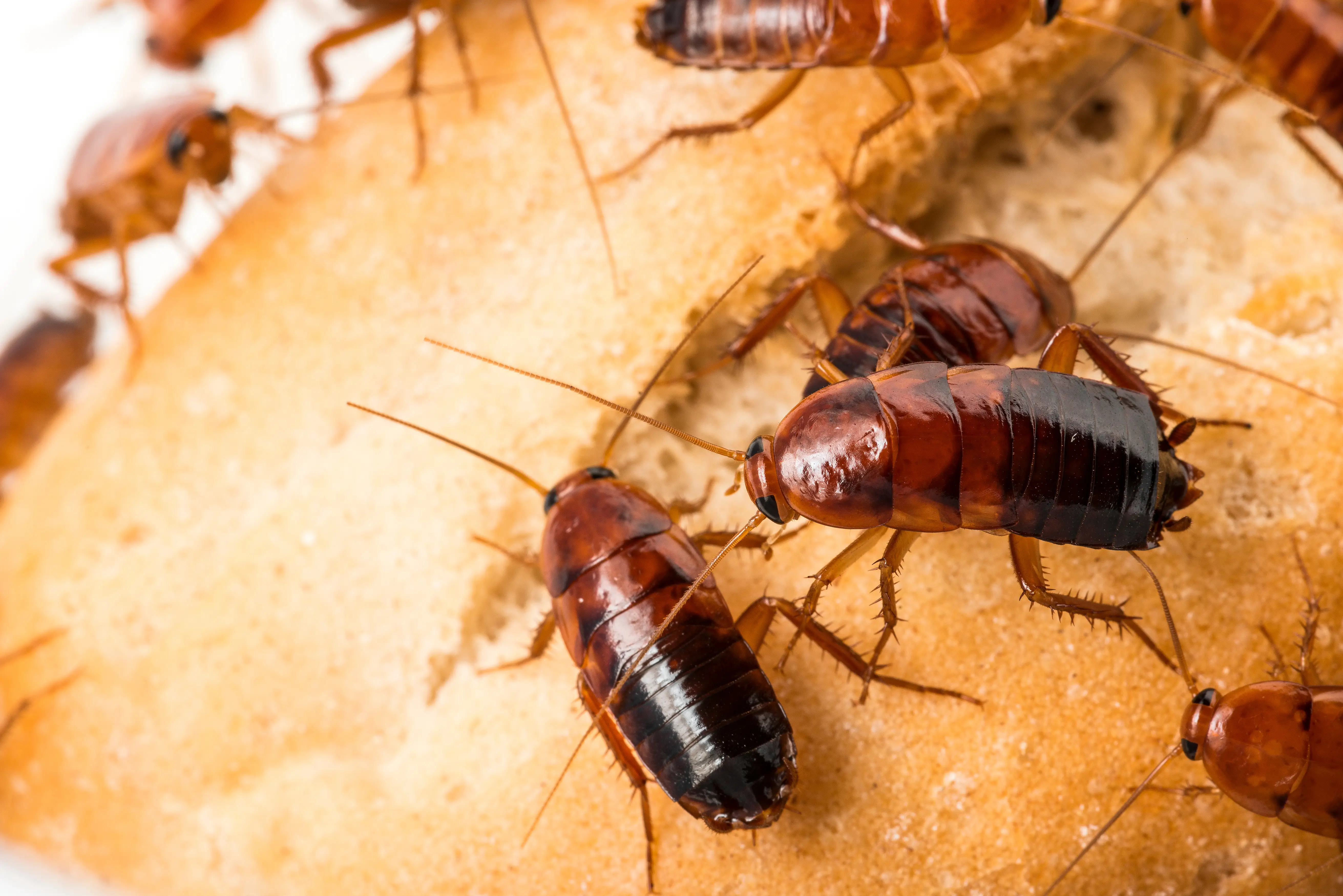 How to Identify Cockroach Poop: Complete Identification Guide