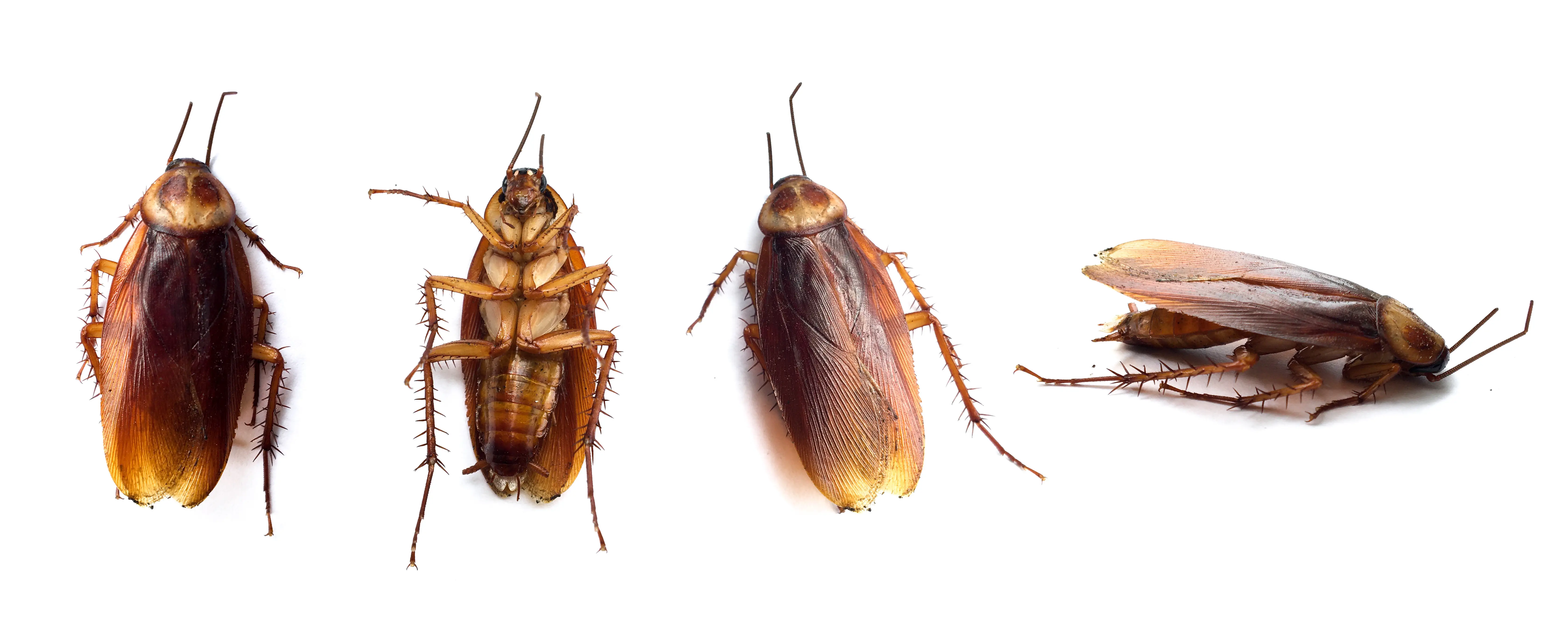 Can Cockroaches Fly? Which Species Fly & Why