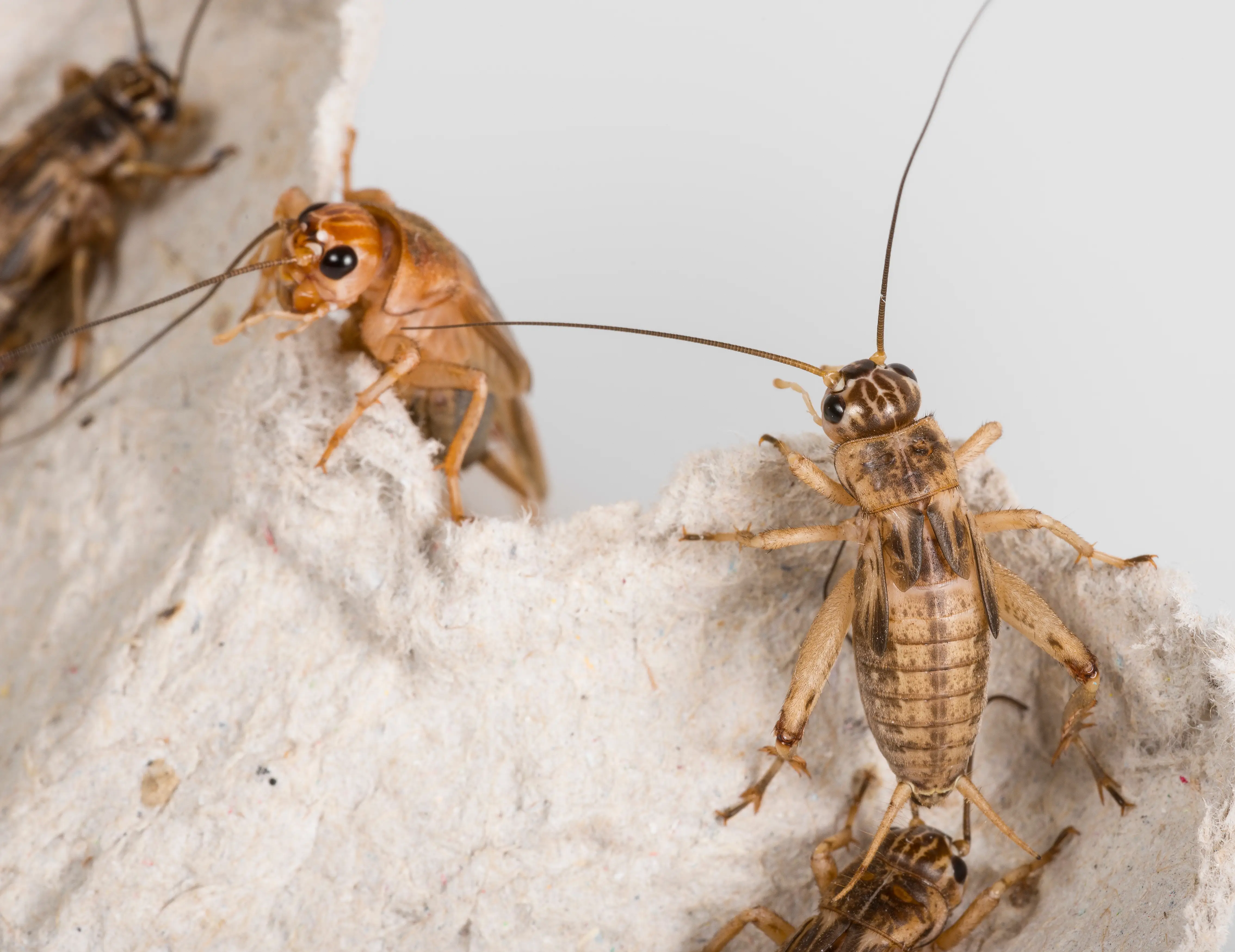 Do Crickets Bite Humans? What You Need to Know