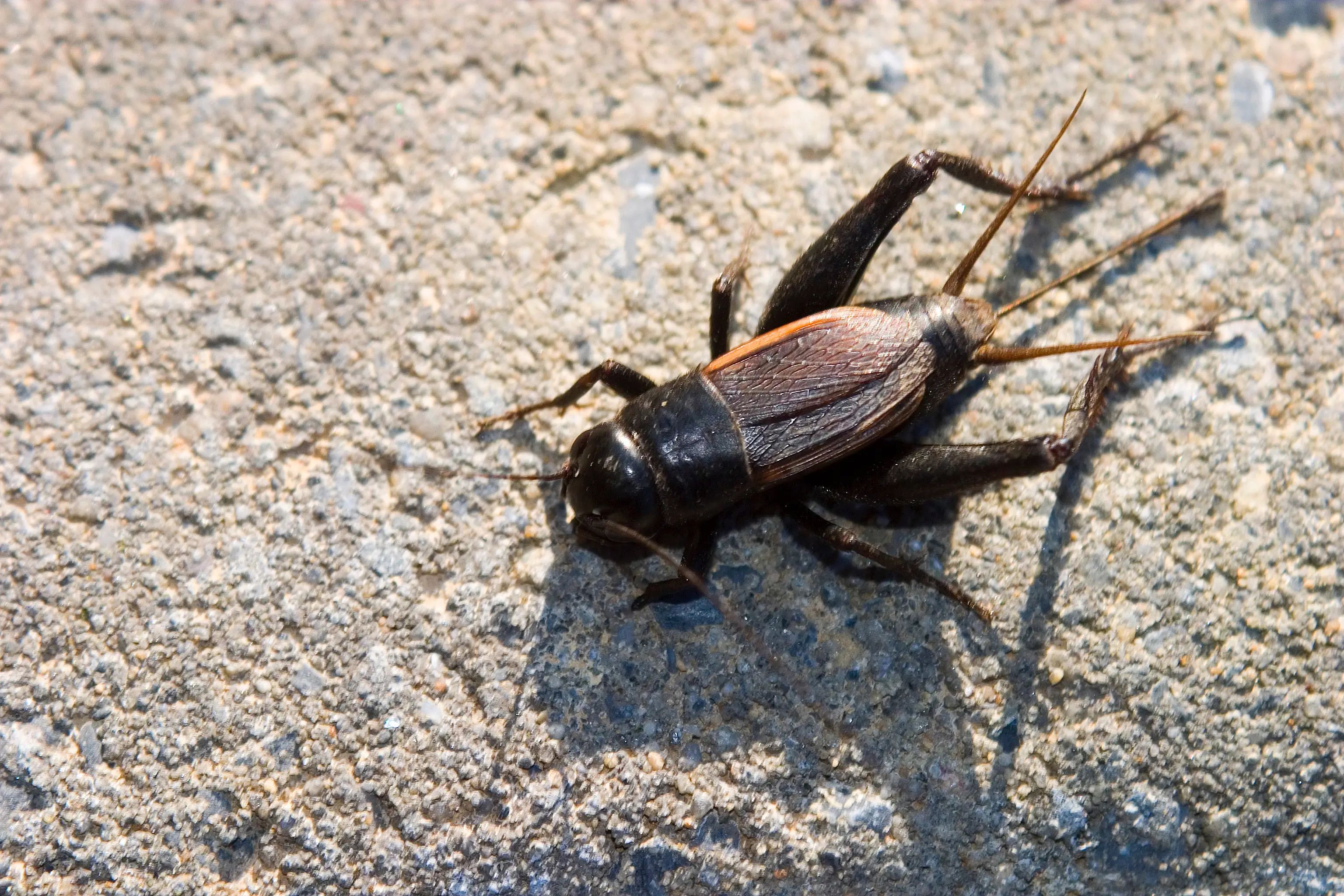 Cricket on floor inside house