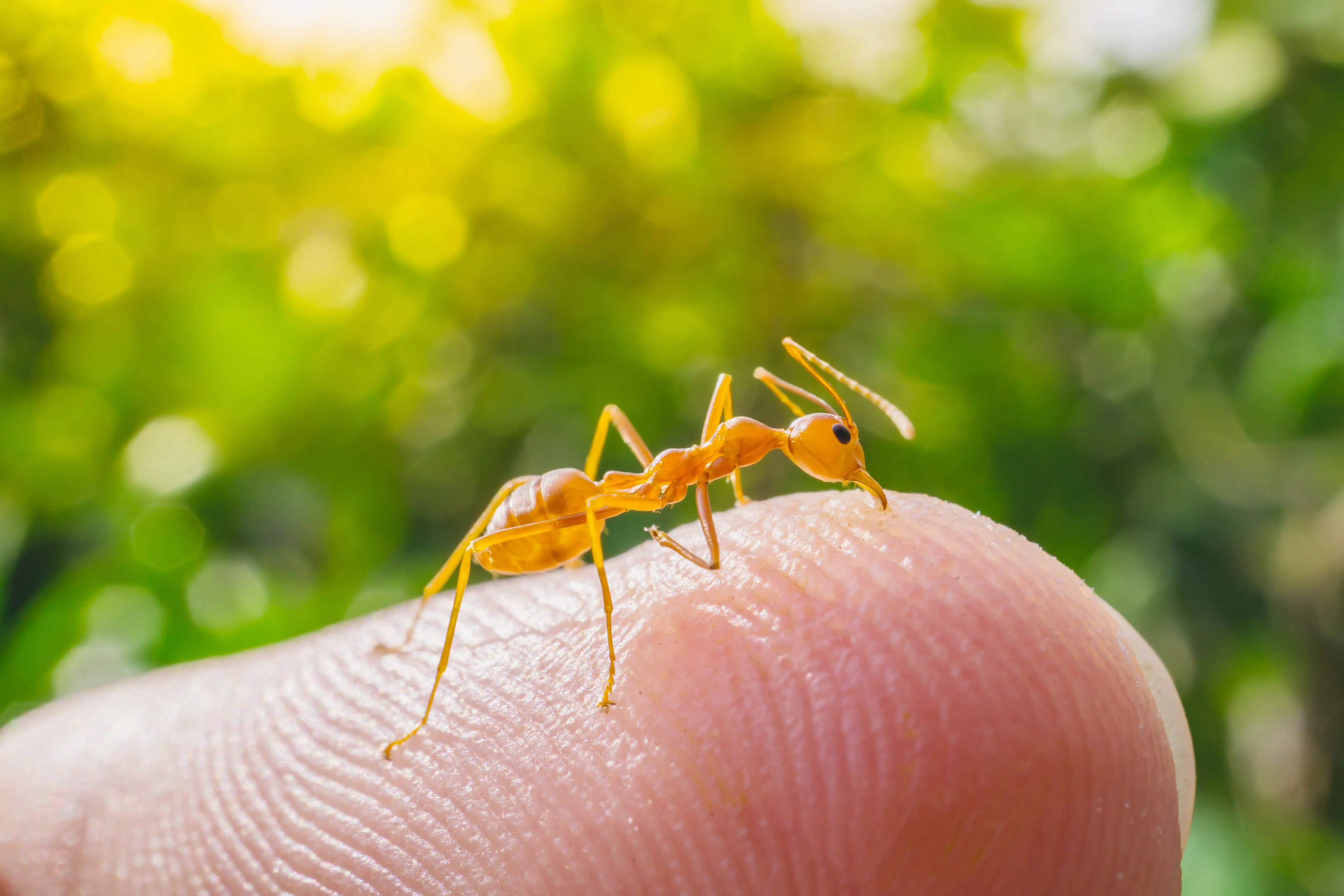 Do Ants Bite? Symptoms, Treatment & Prevention