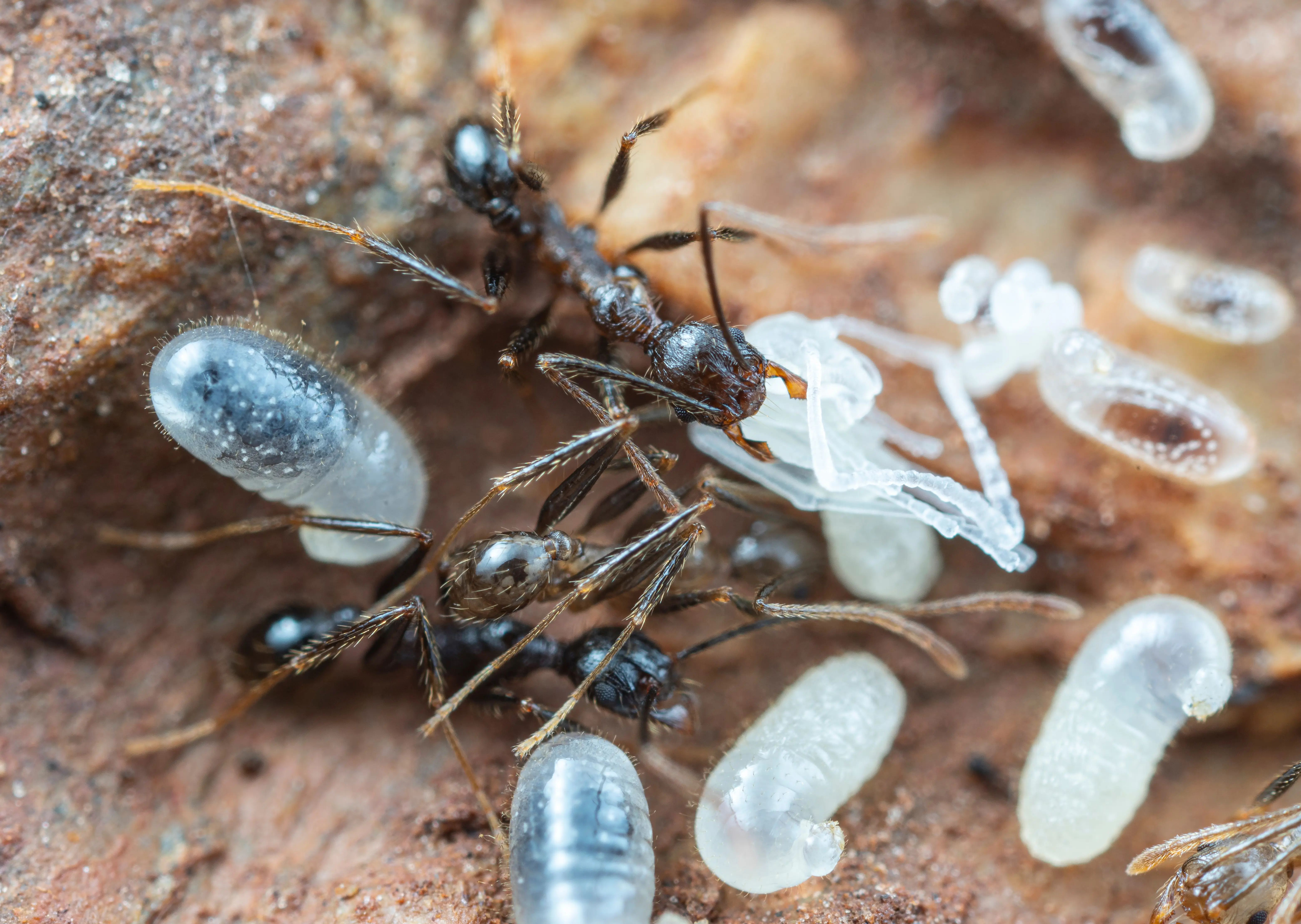 Do Ants Ever Sleep? Ant Sleep Patterns Explained