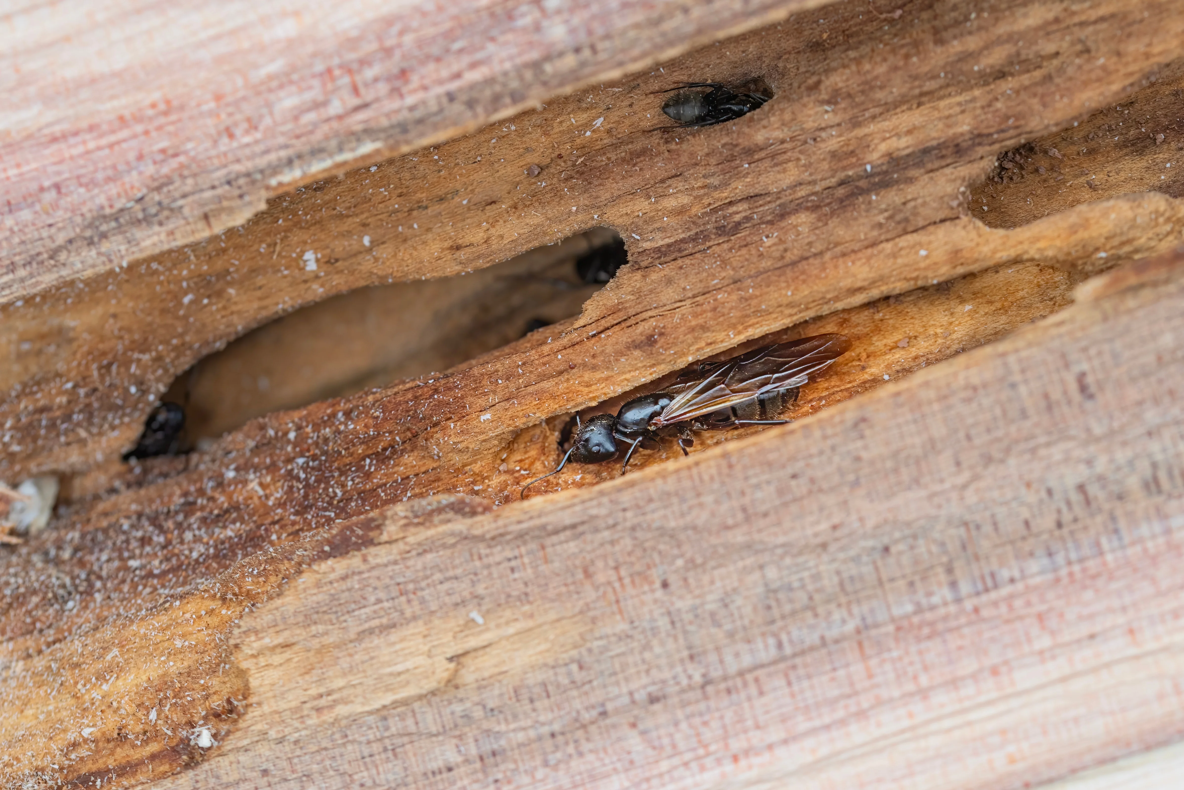 Do Carpenter Ants Eat Wood? Understanding Carpenter Ant Damage