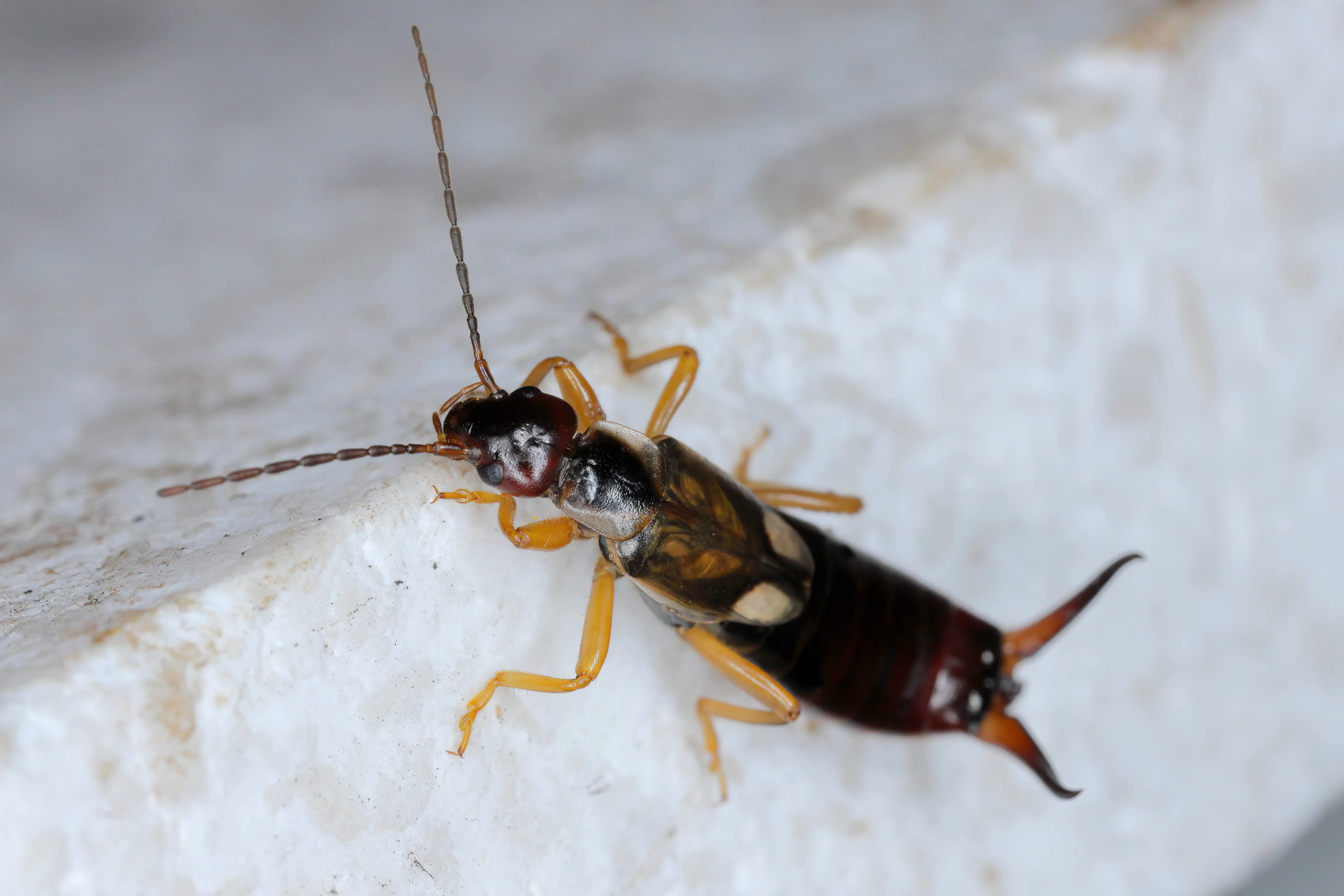 Earwig showing distinctive pincers