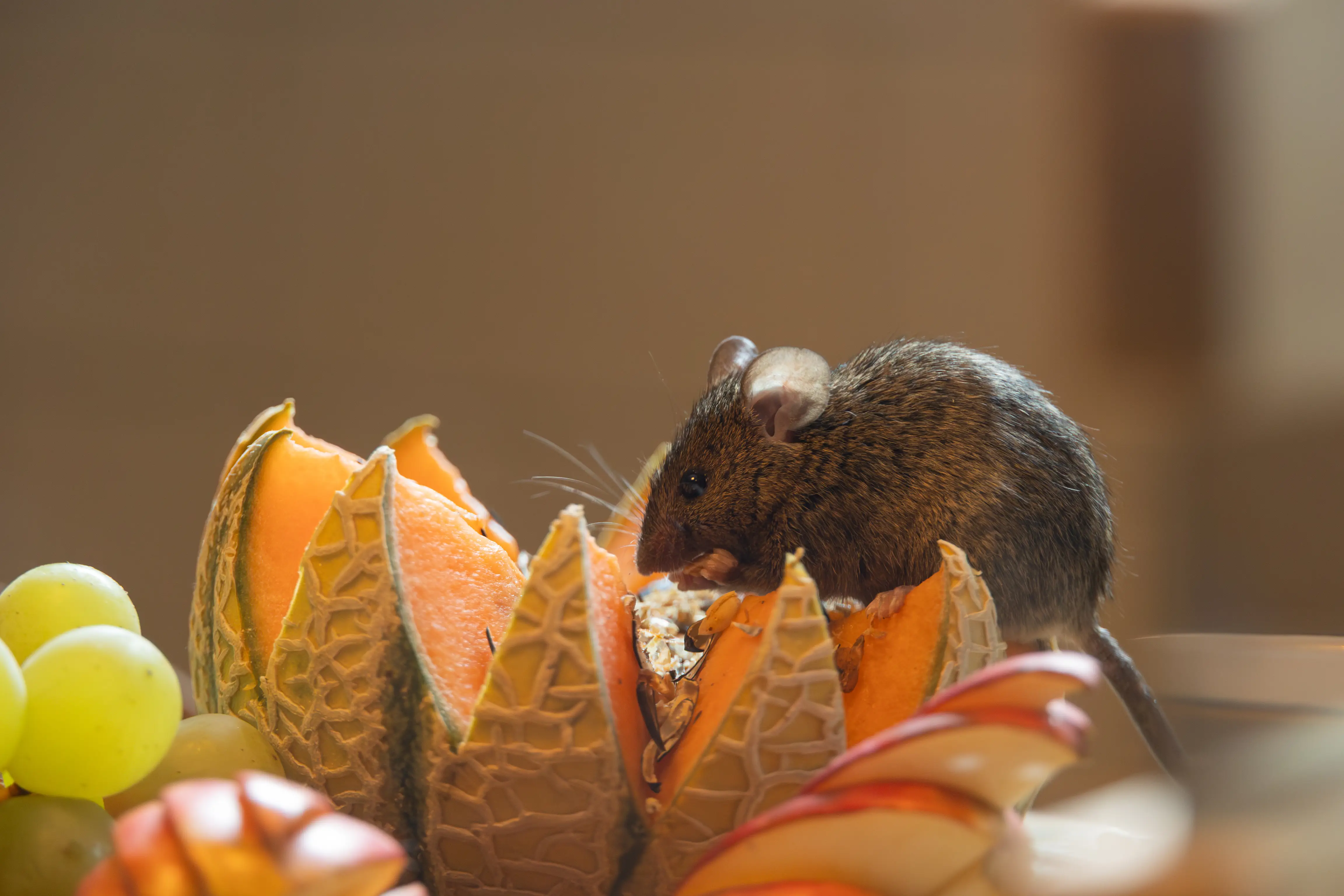 Fall Pest Control: Complete Guide to Seasonal Prevention & Treatment