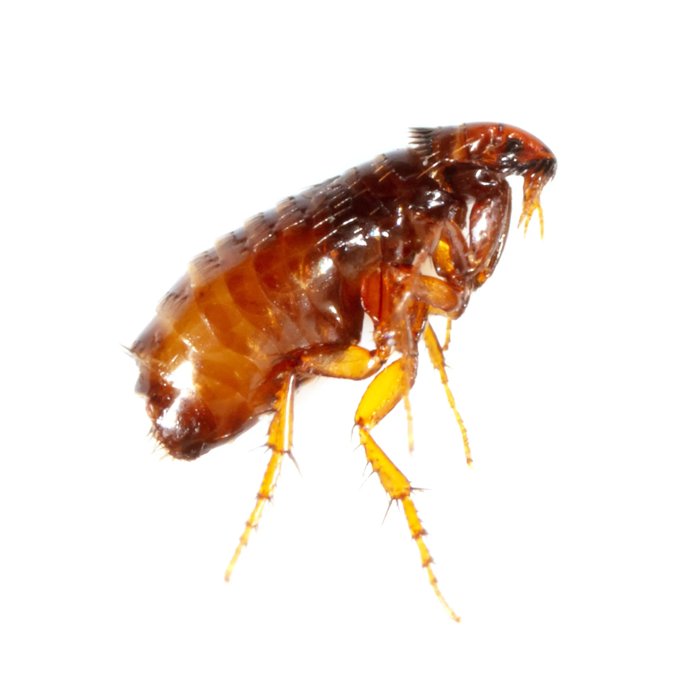 Flea Life Cycle: Eggs, Larvae, Pupae & Adult Stages