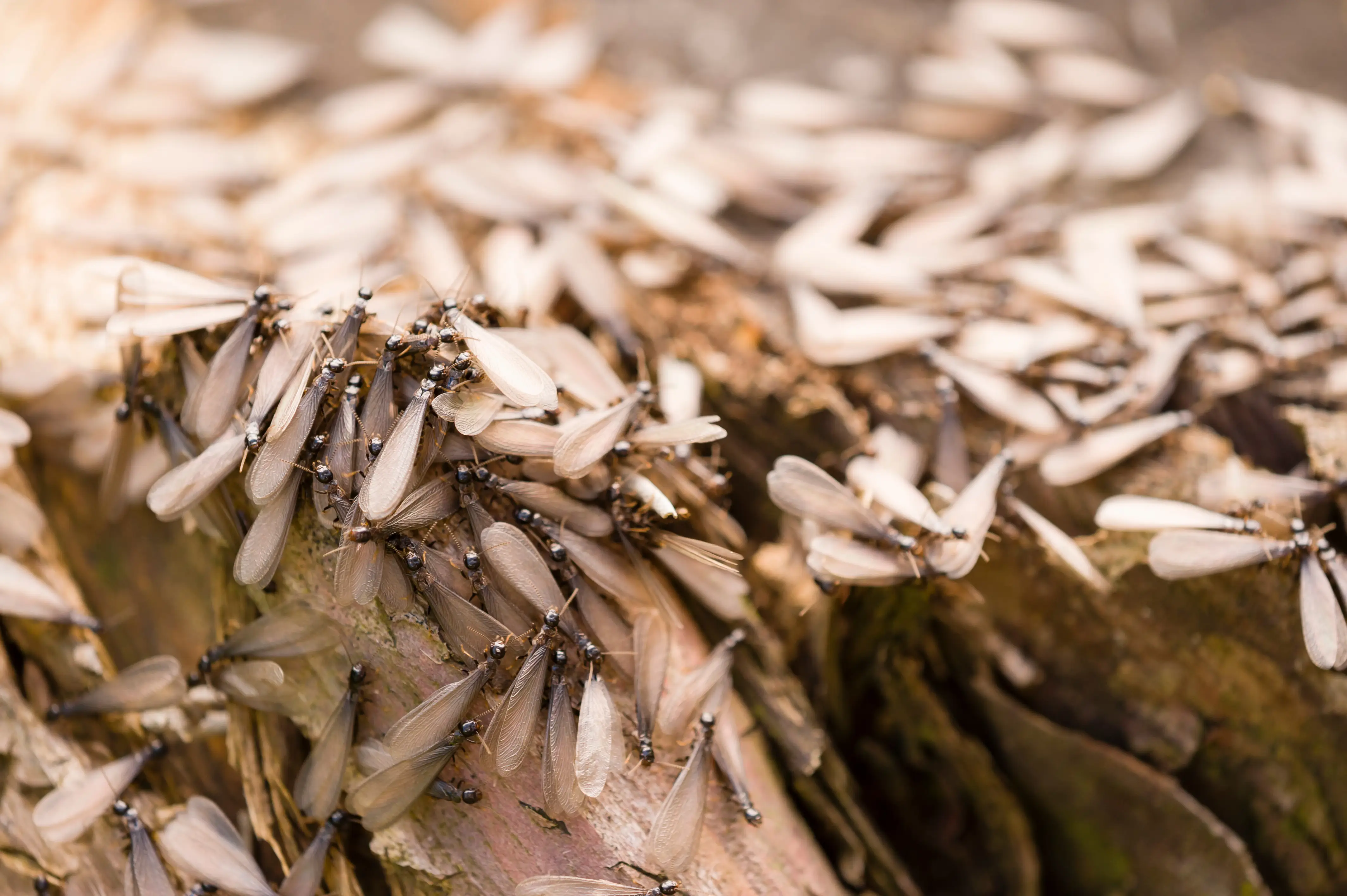 Termite Eggs Identification Location What Finding Eggs Means EcoGuard Termite Eggs Identification Location What Finding Eggs Means EcoGuard