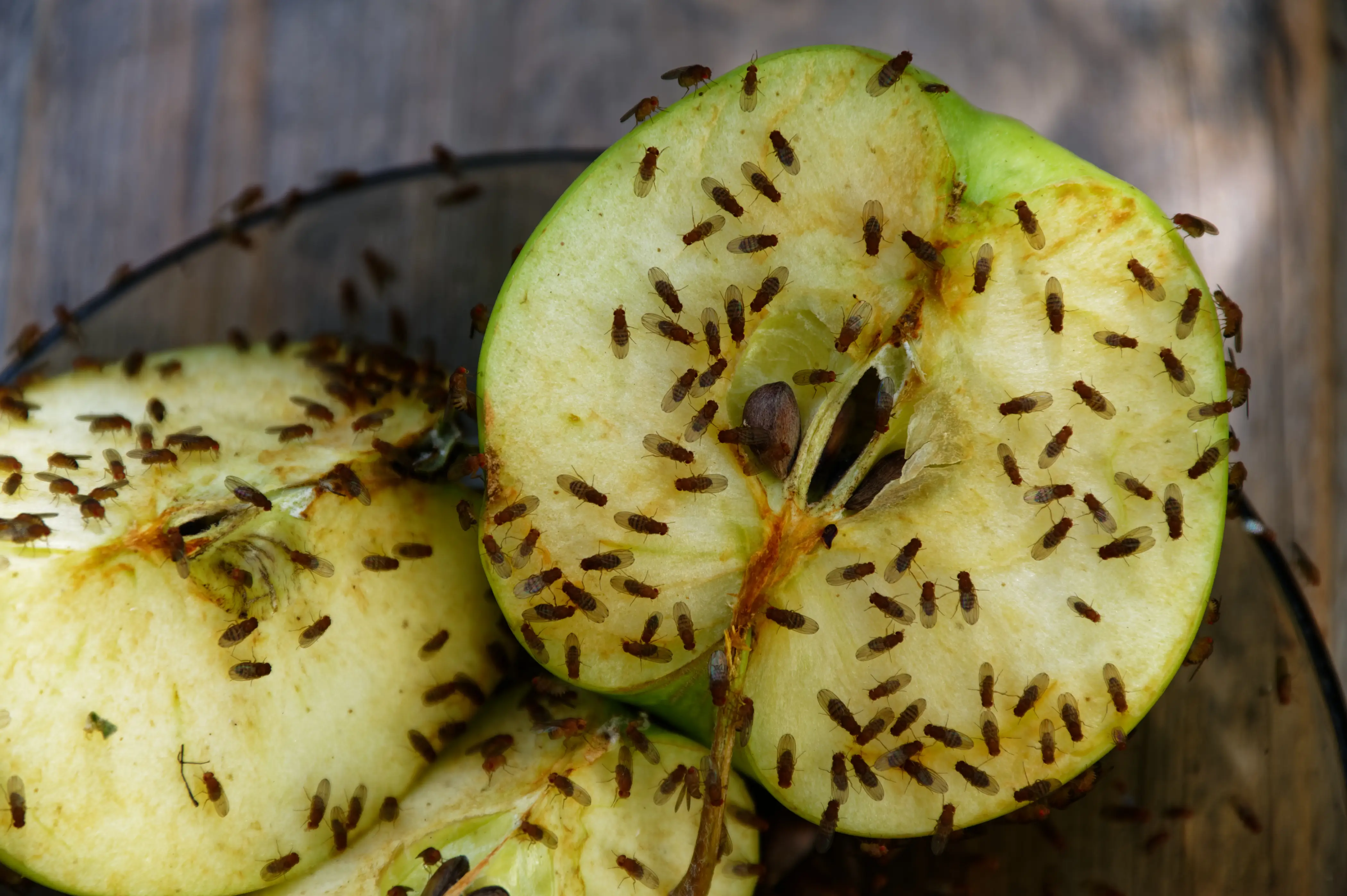Where Do Fruit Flies Come From? Origins & Prevention