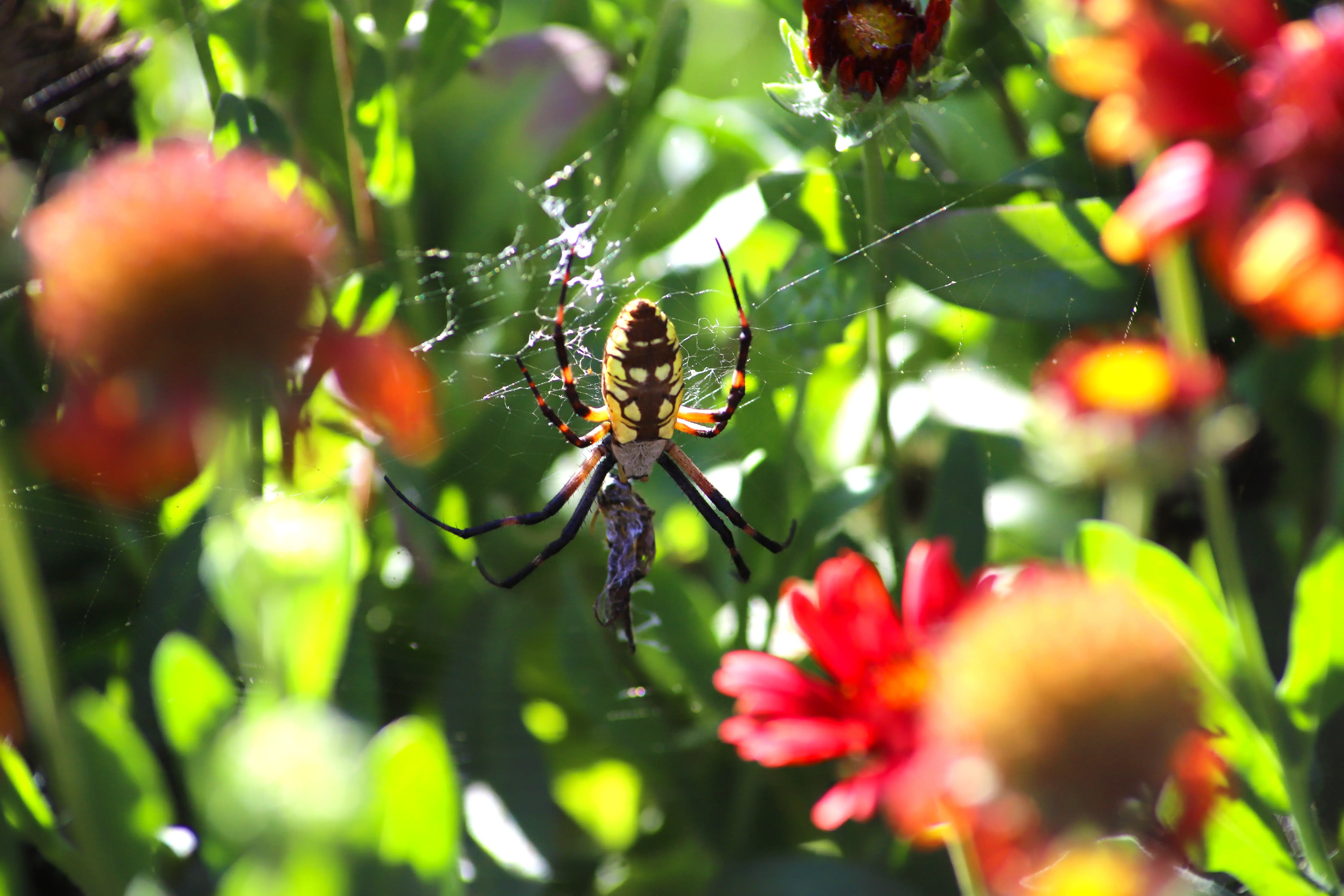 How Long Do Garden Spiders Live? Complete Lifespan Guide