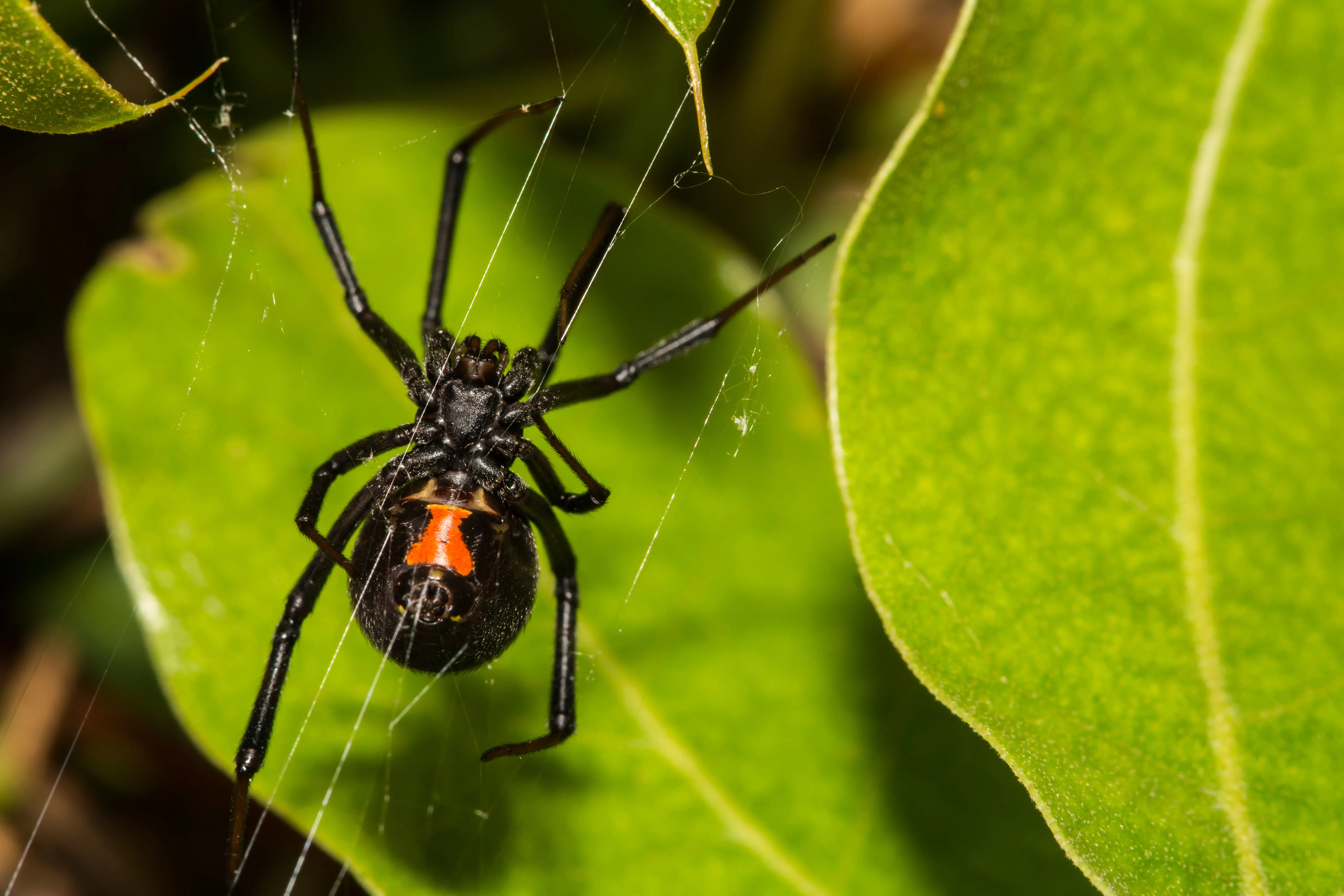 How to Get Rid of Black Widow Spiders