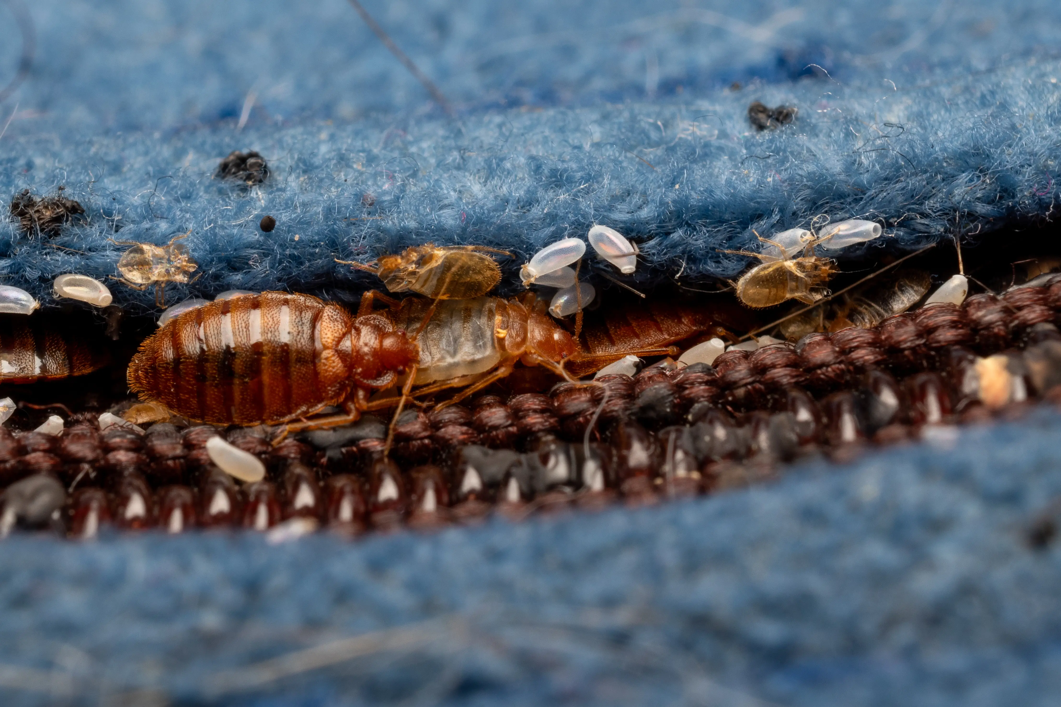 How to Get Rid of Bed Bugs: Complete Treatment Guide