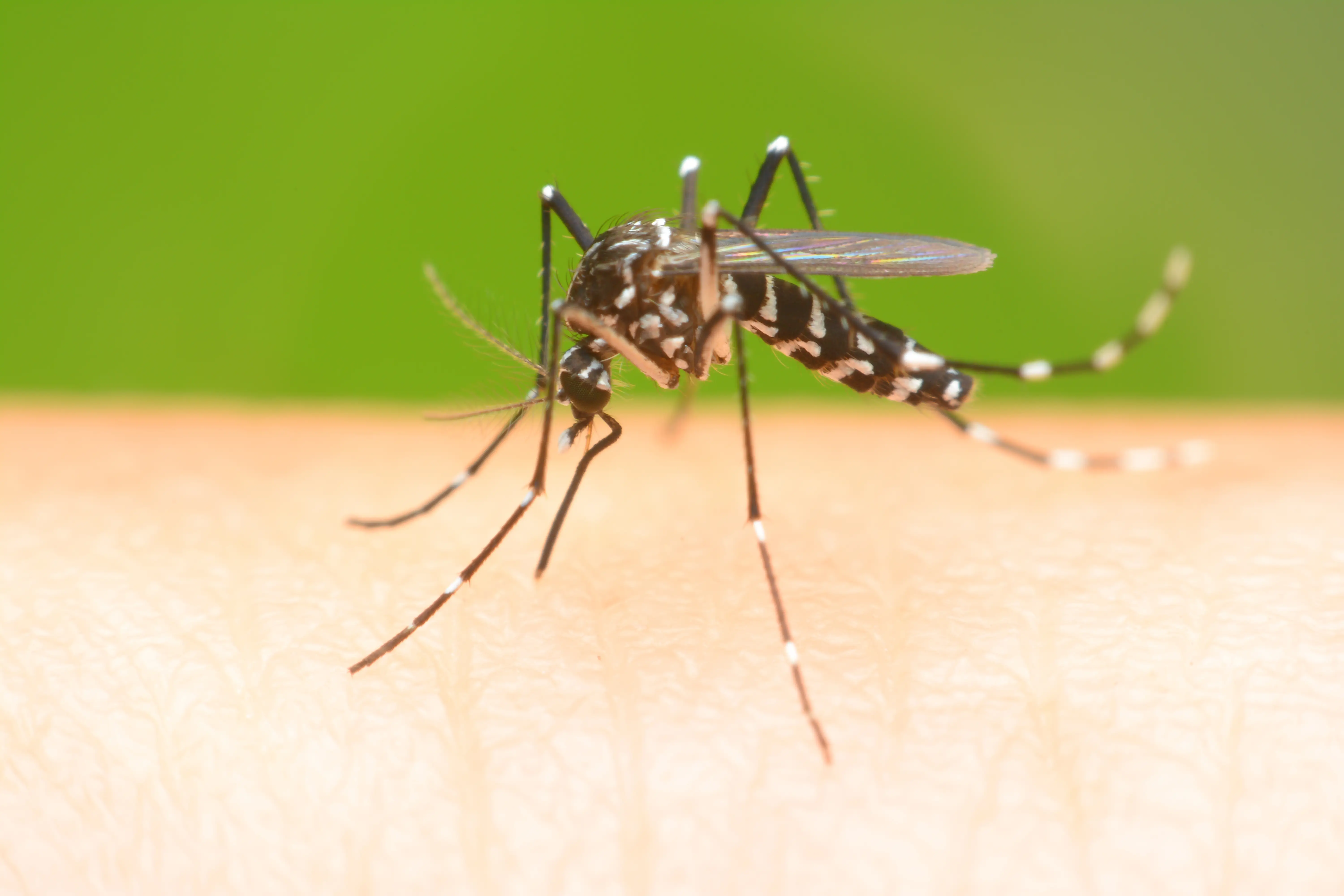 How to Get Rid of Mosquitoes: Indoor & Outdoor Control