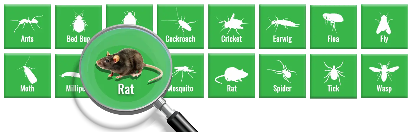 How to Get Rid of Rats: Complete Control Guide