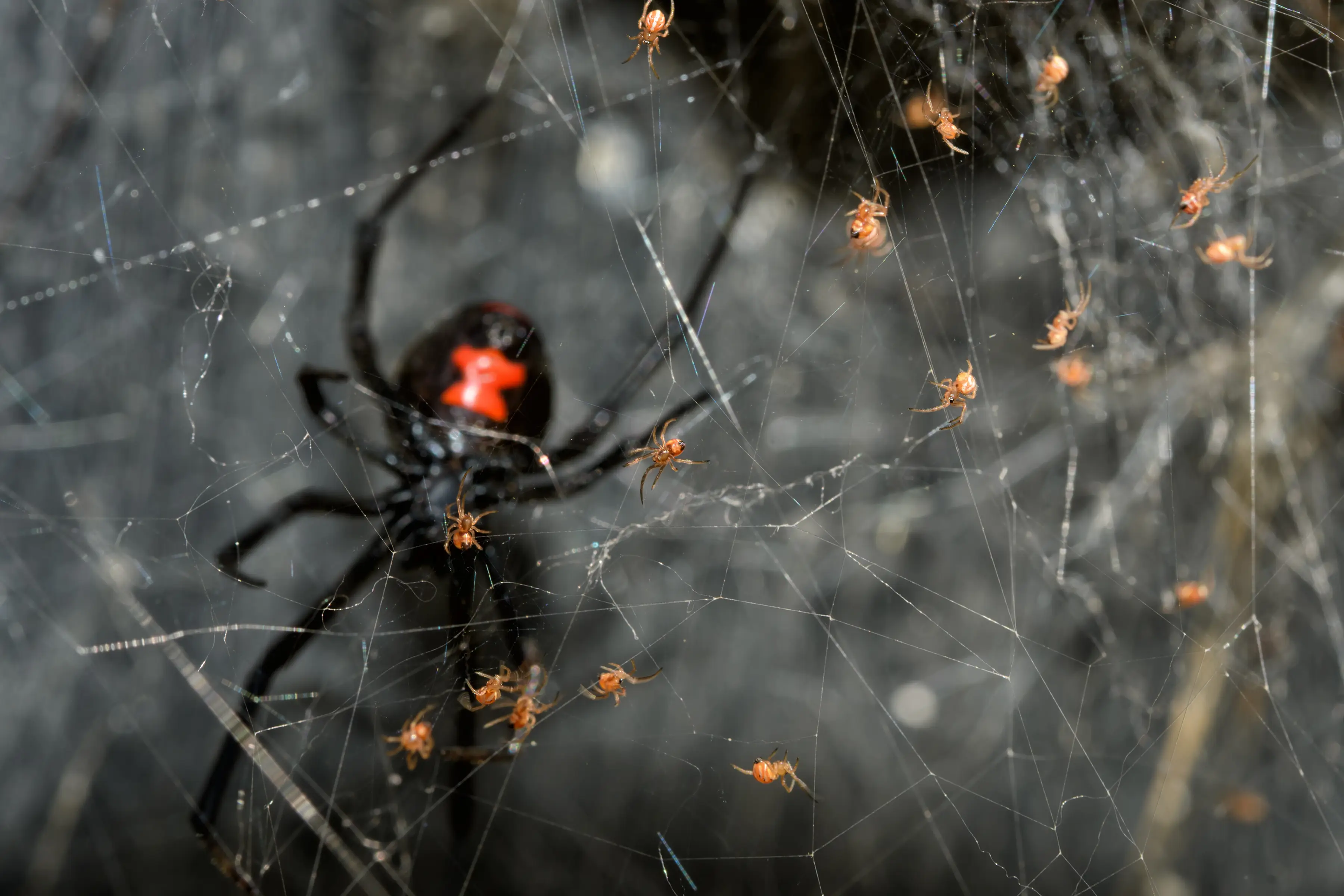 How to Get Rid of Spiders in Your Home and Yard