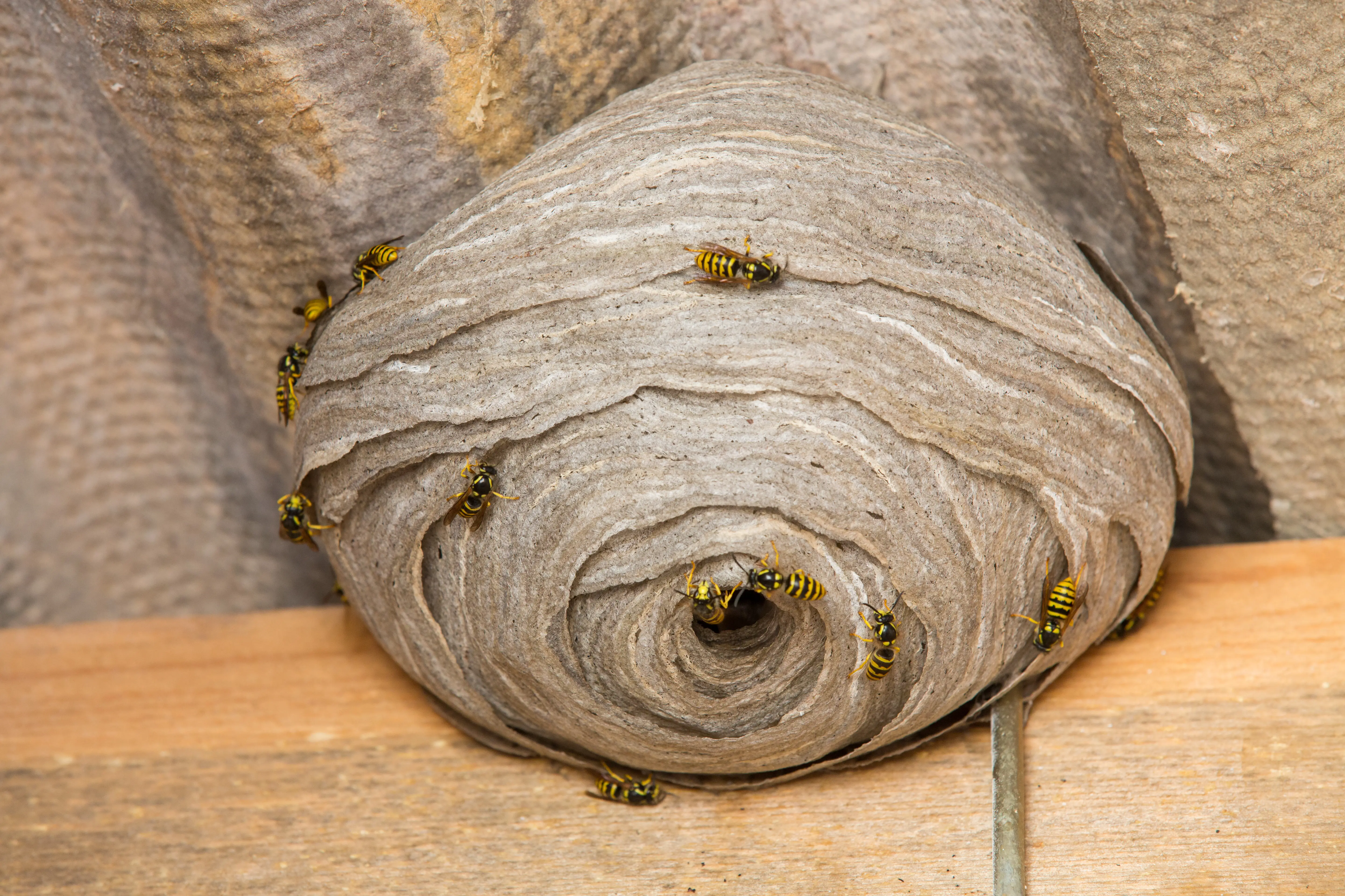 How to Get Rid of Wasps: Safe Removal, Treatment & Prevention
