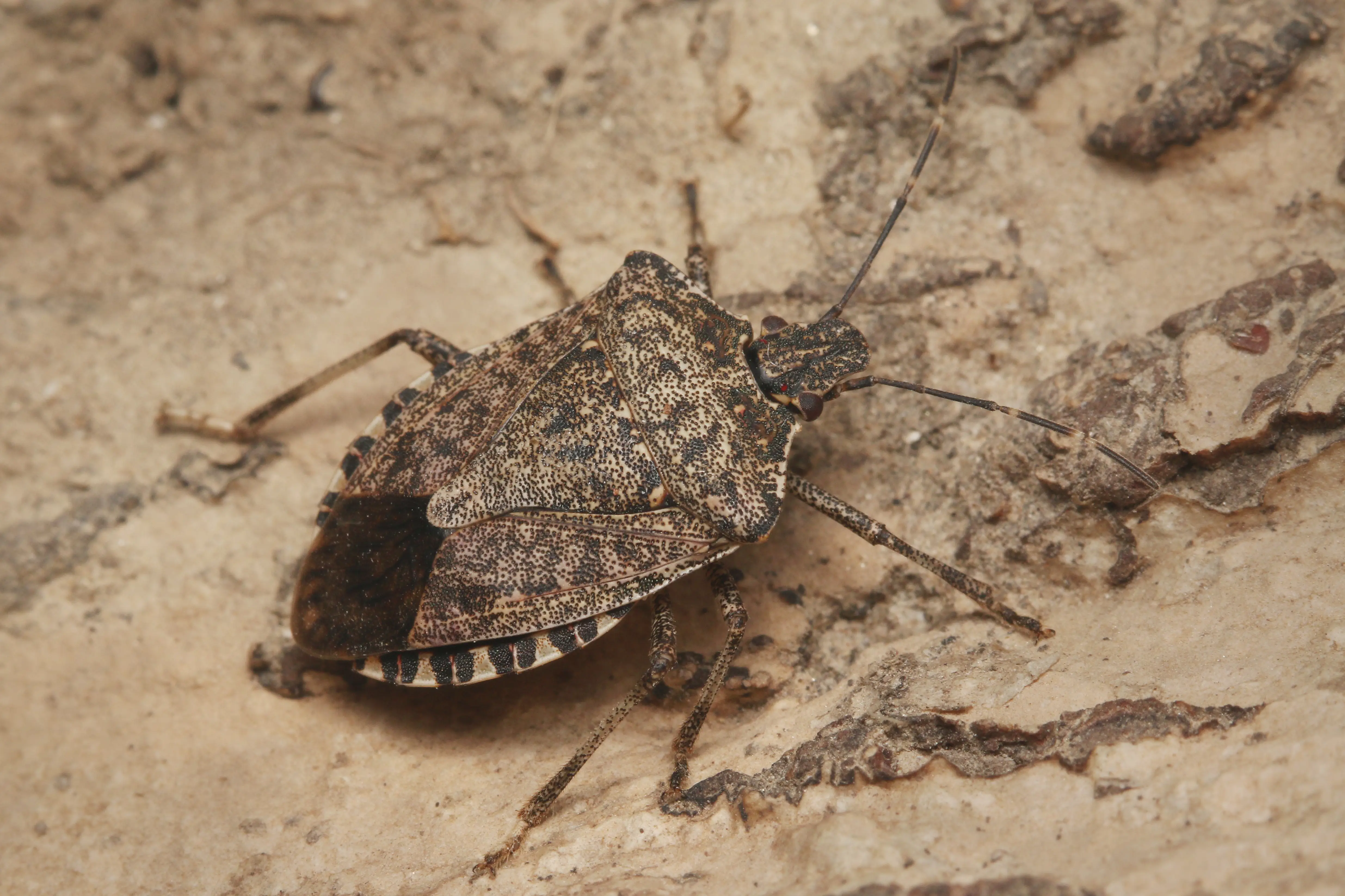 How to Get Rid of Stink Bugs: Removal & Prevention Guide